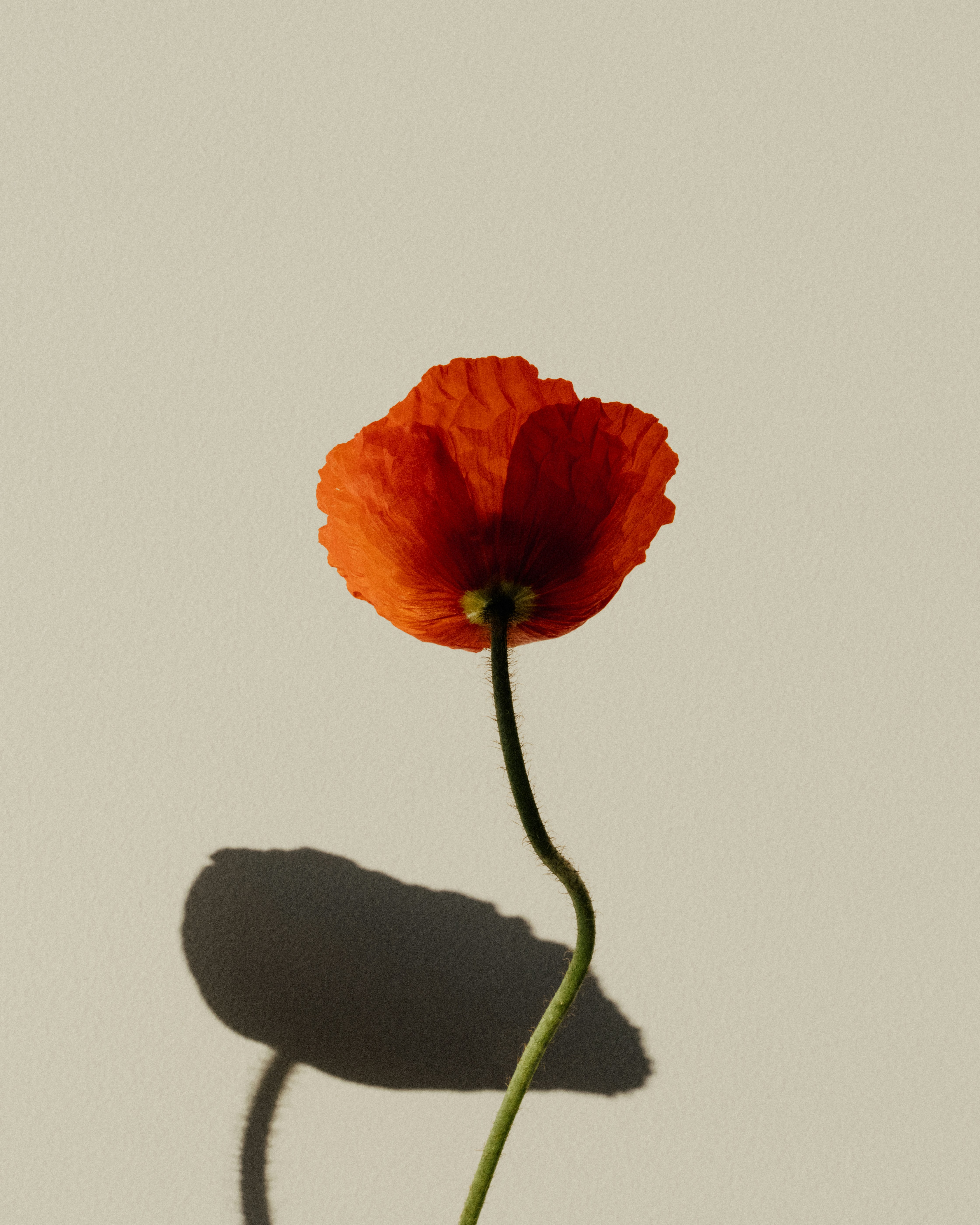 A bright poppy flower casts a shadow.