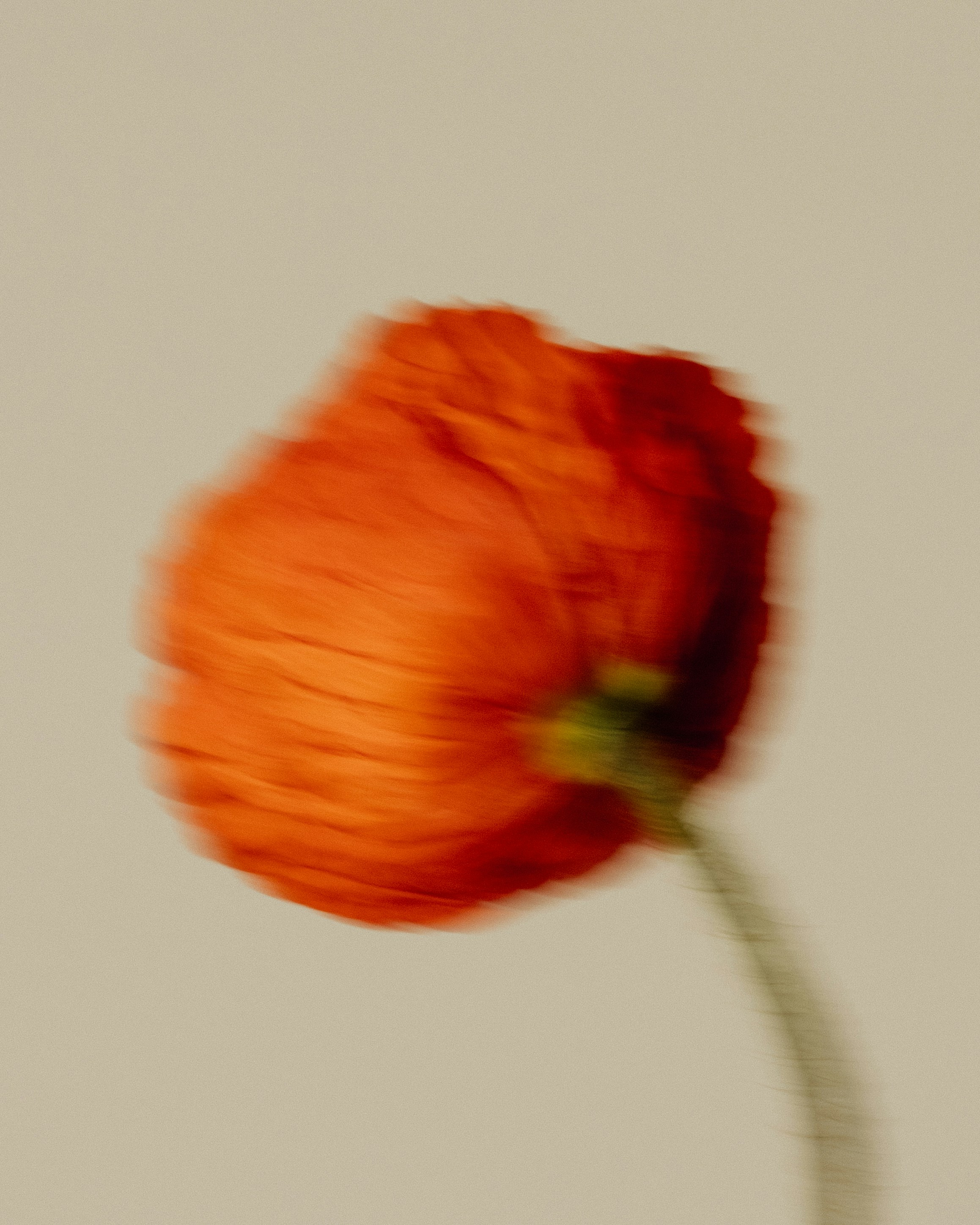 A blurred, red poppy flower in bloom.