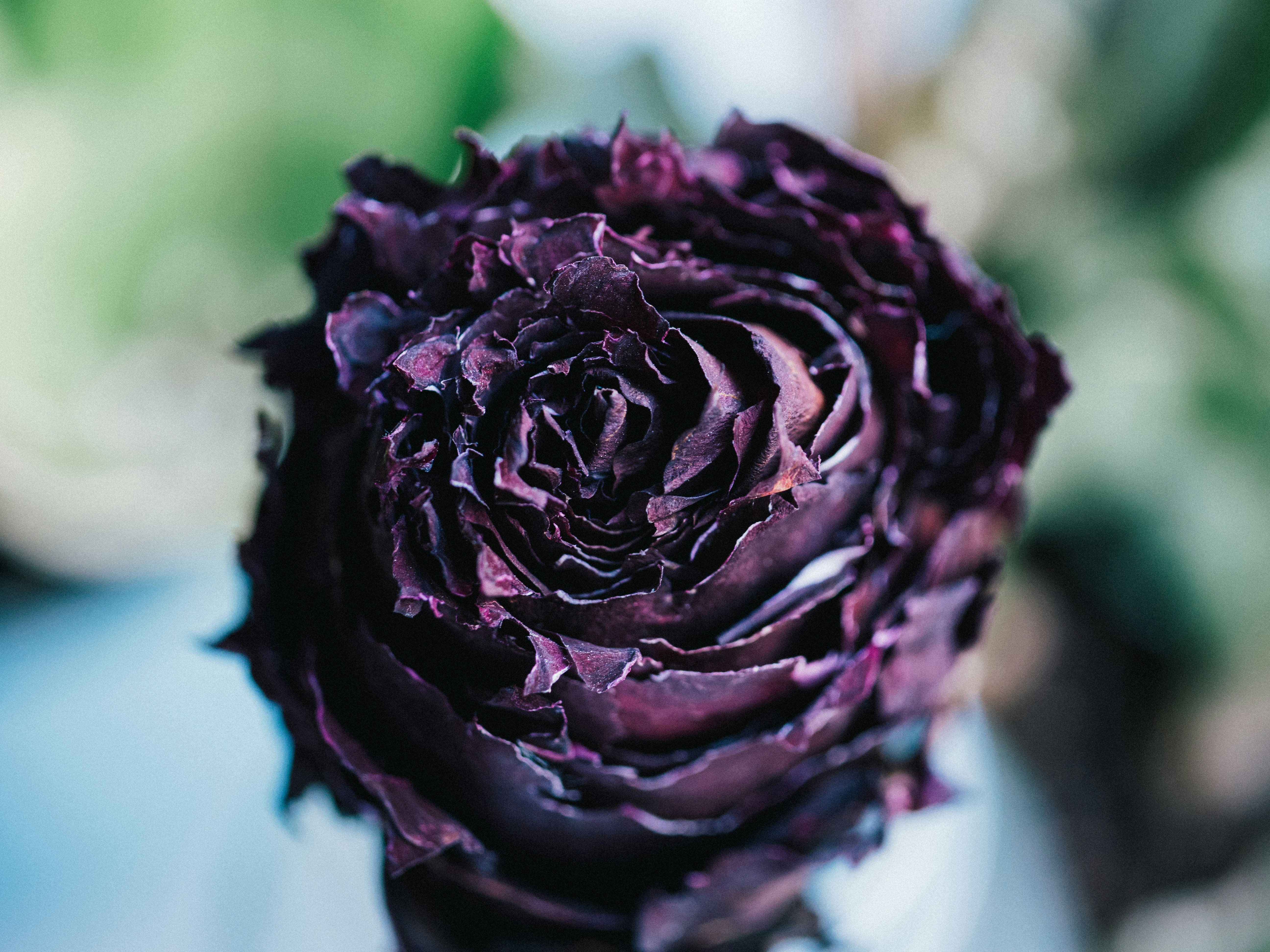 A close-up view of a dried rose.