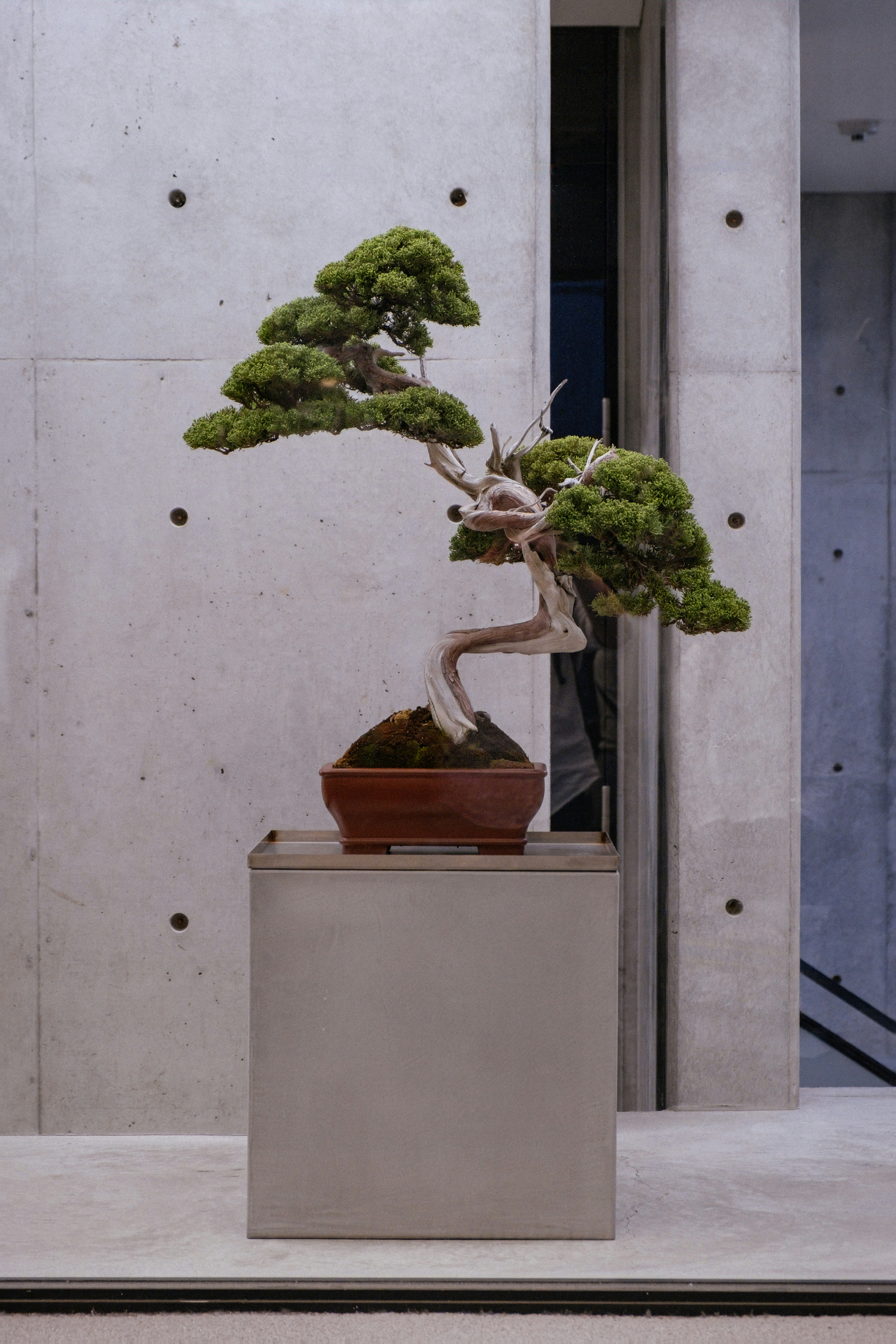 Artisan juniper bonsai tree with a twisted trunk and lush green foliage in a brown rectangular pot, presented on a modern pedestal. 