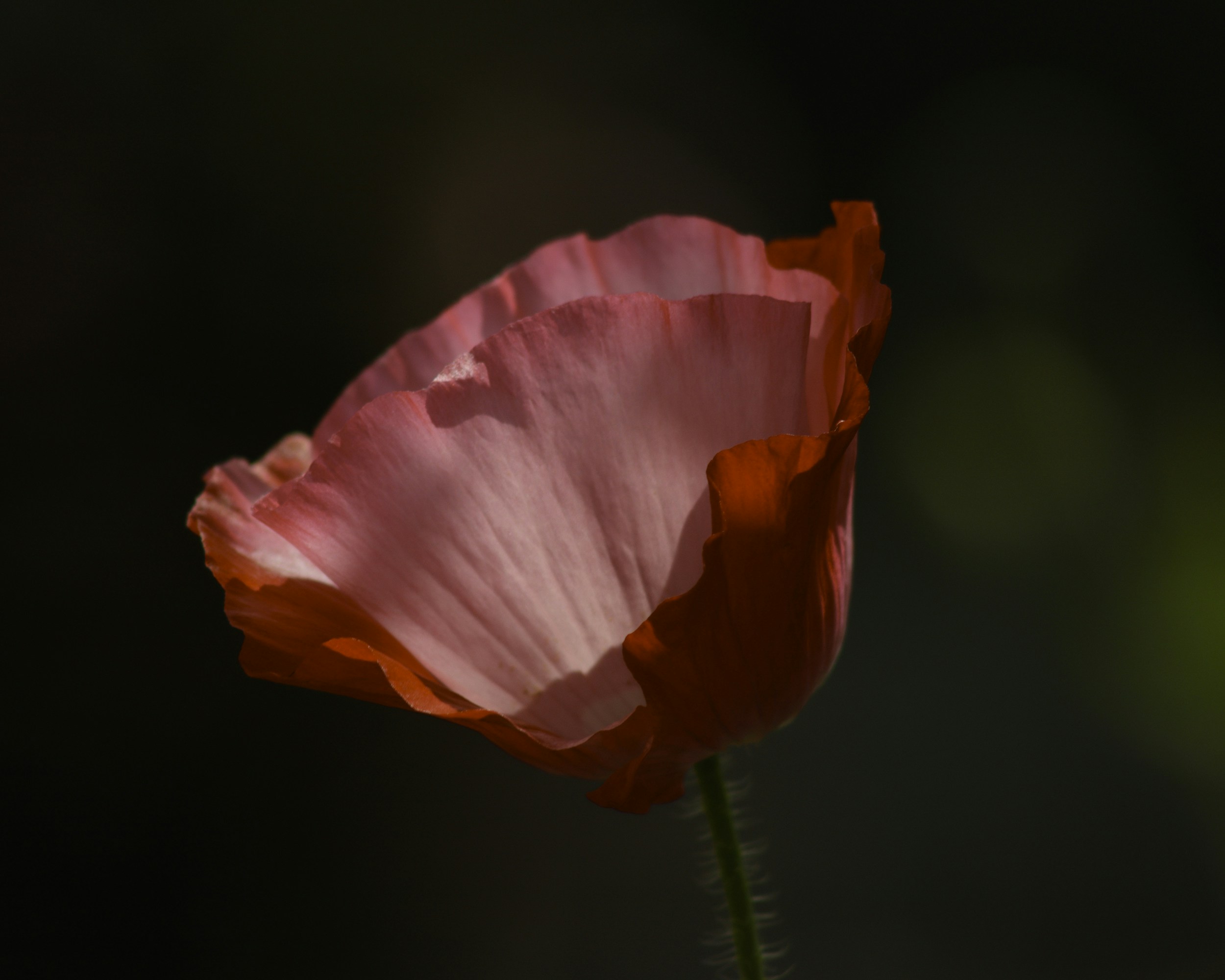 Photo by annaflowers24