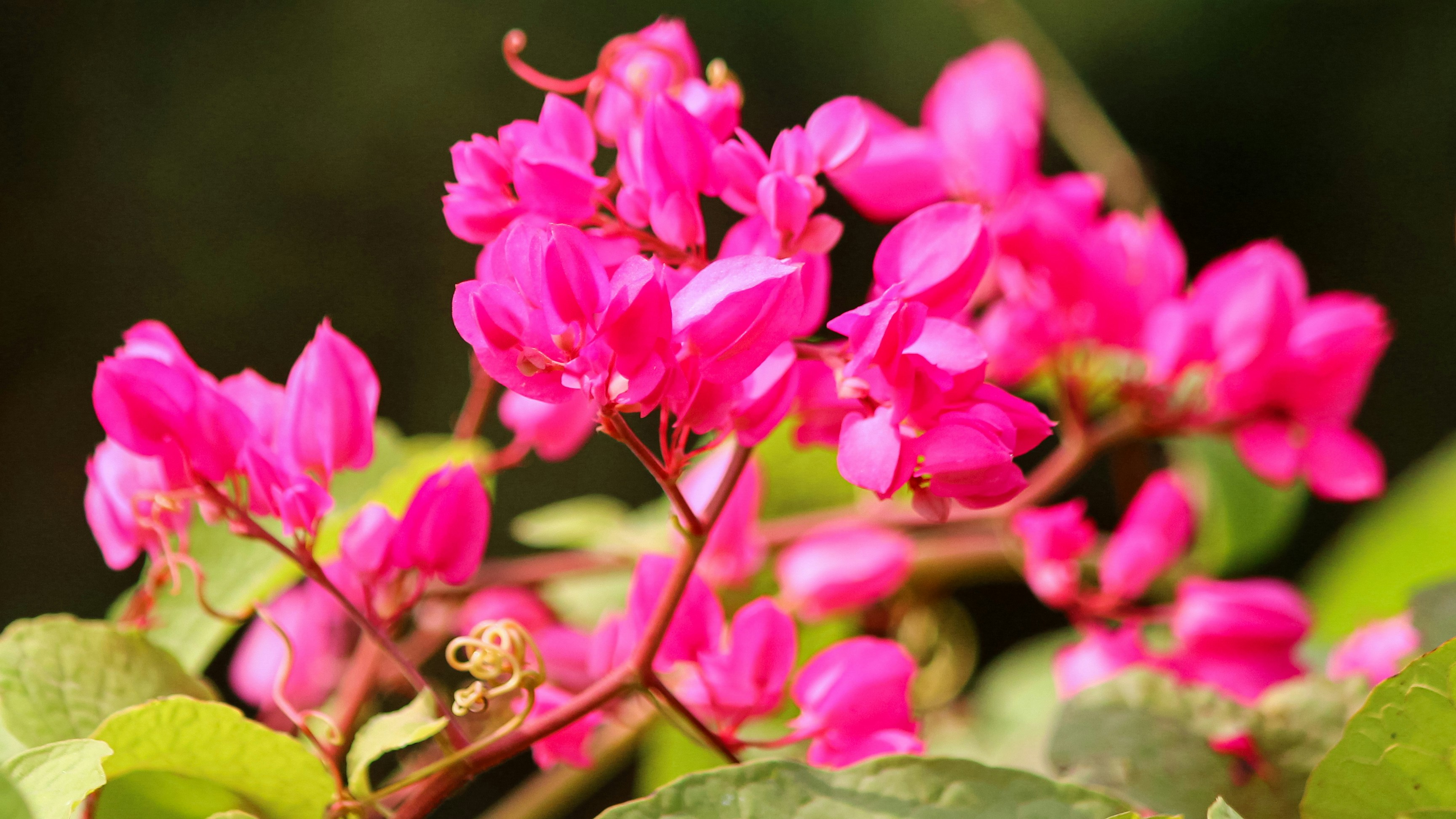 Pink flowers bloom beautifully in the sunlight.