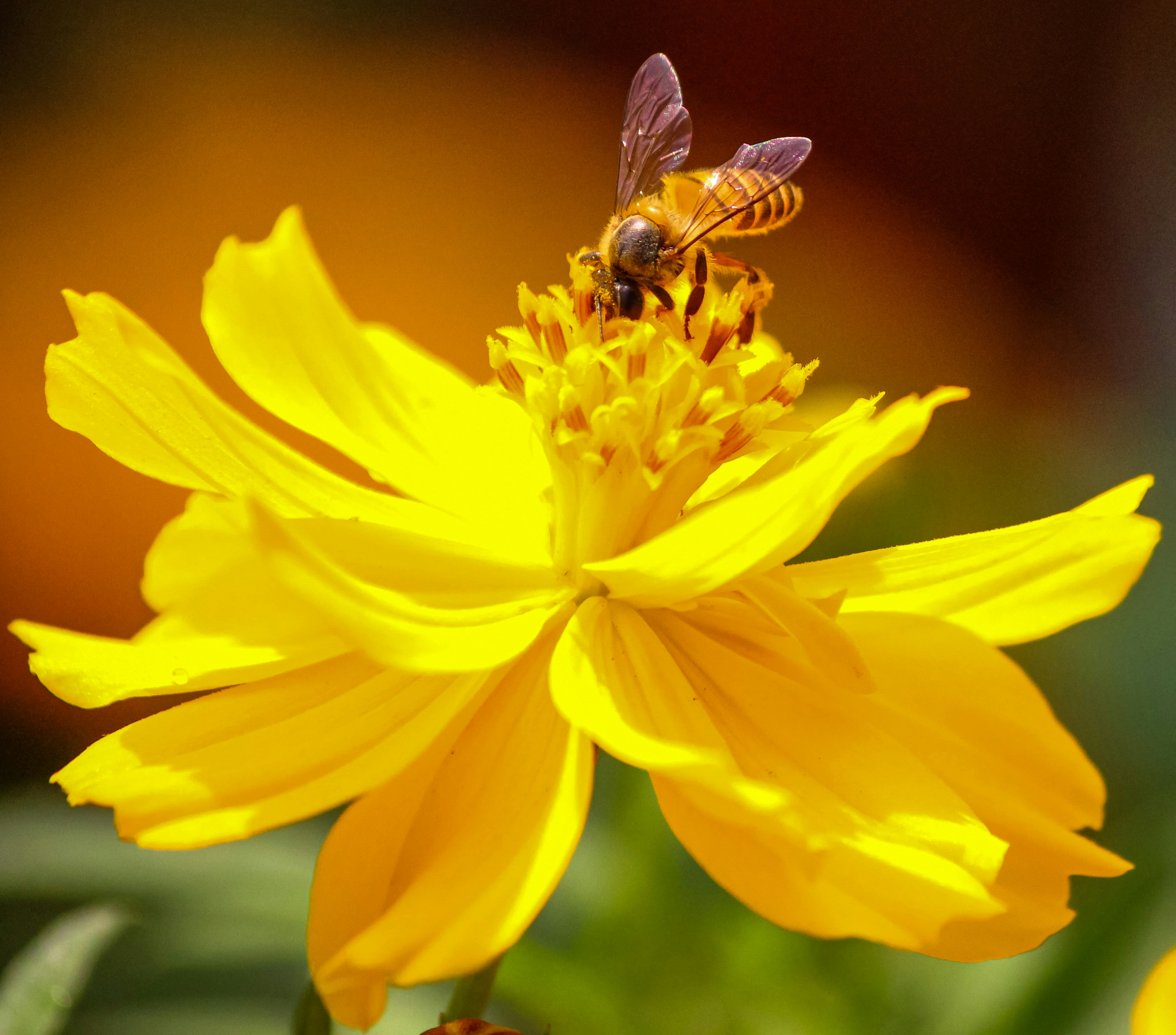 A bee collects nectar from a bright yellow flower.