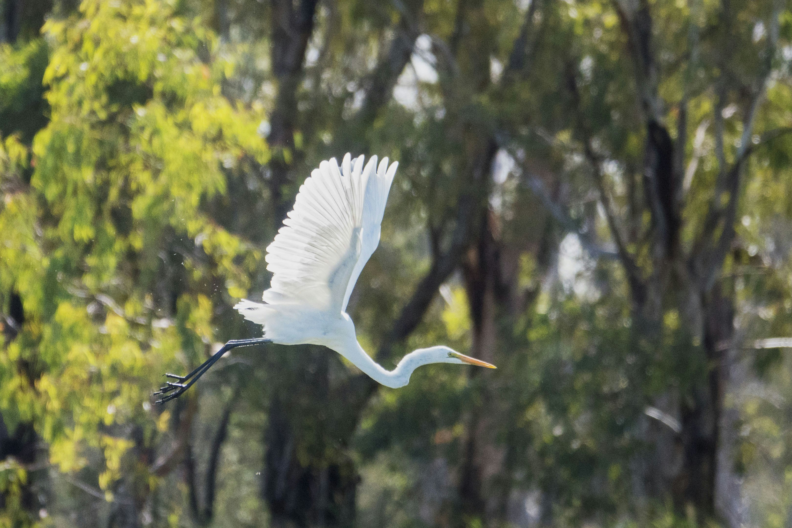 흰 백로가 공중을 날아다닙니다.