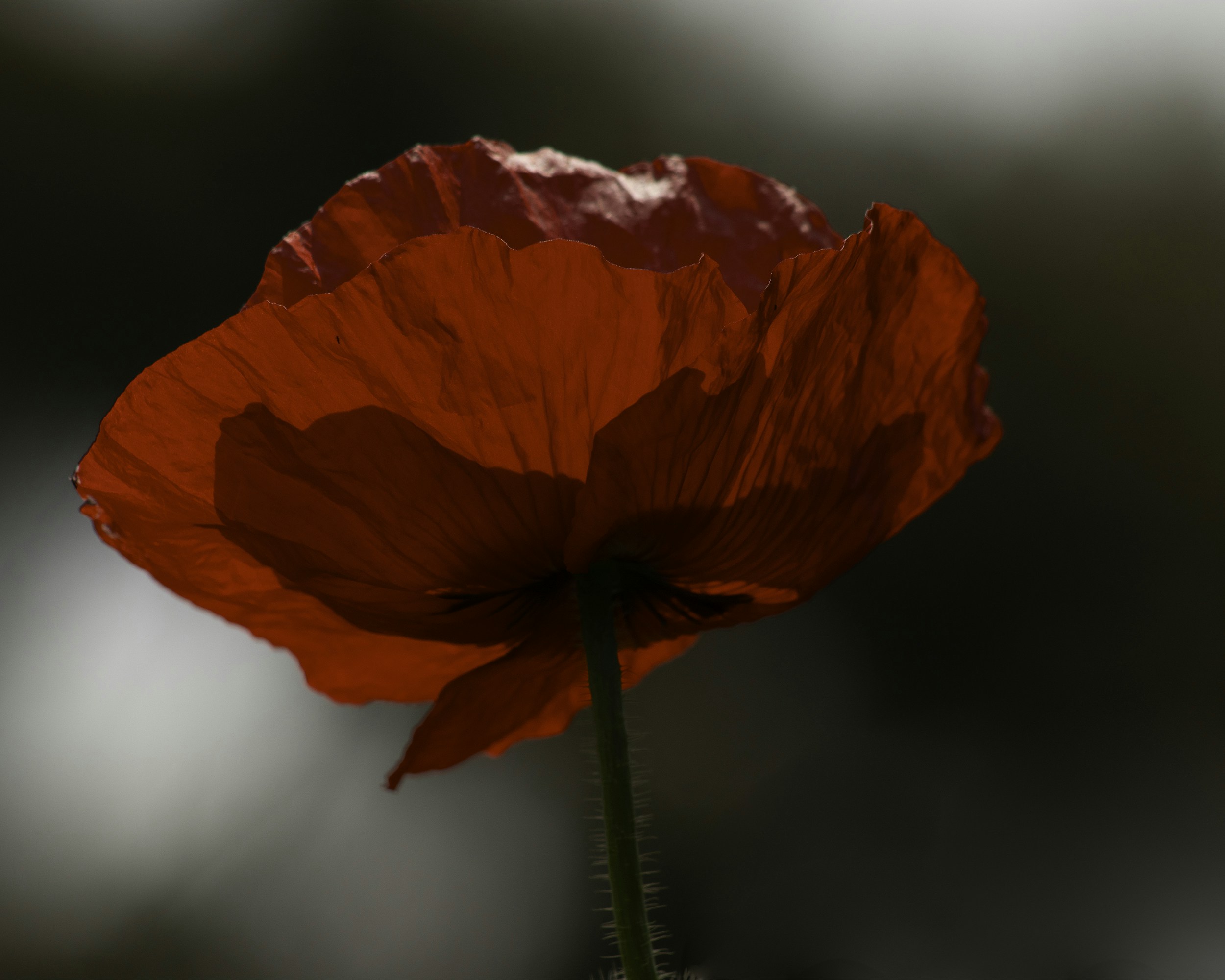 Photo by annaflowers24