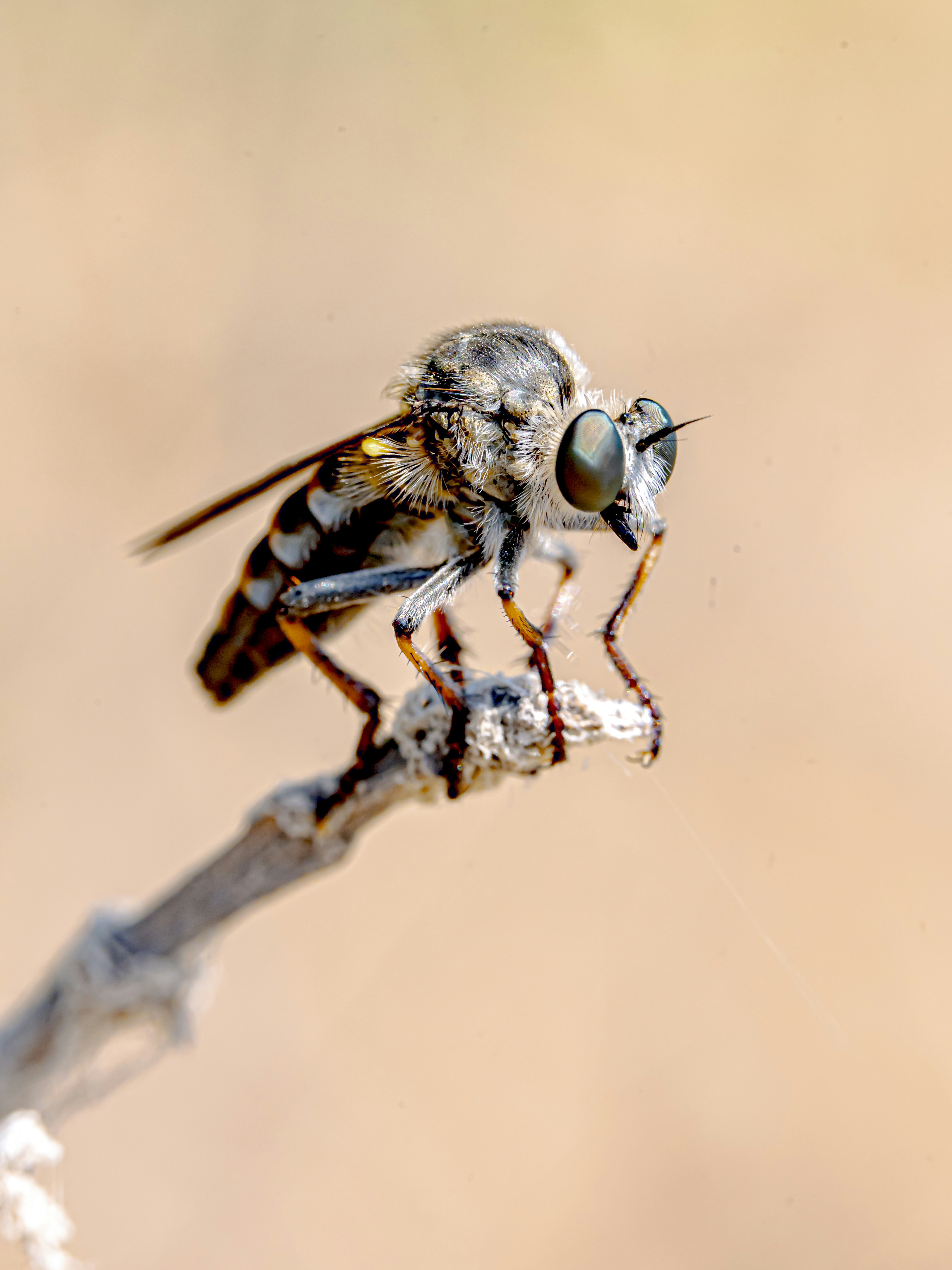 The Flesh-Eating Screwworm’s Northward March