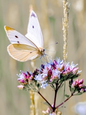 Butterfly is perched on a flower in the sunshine.