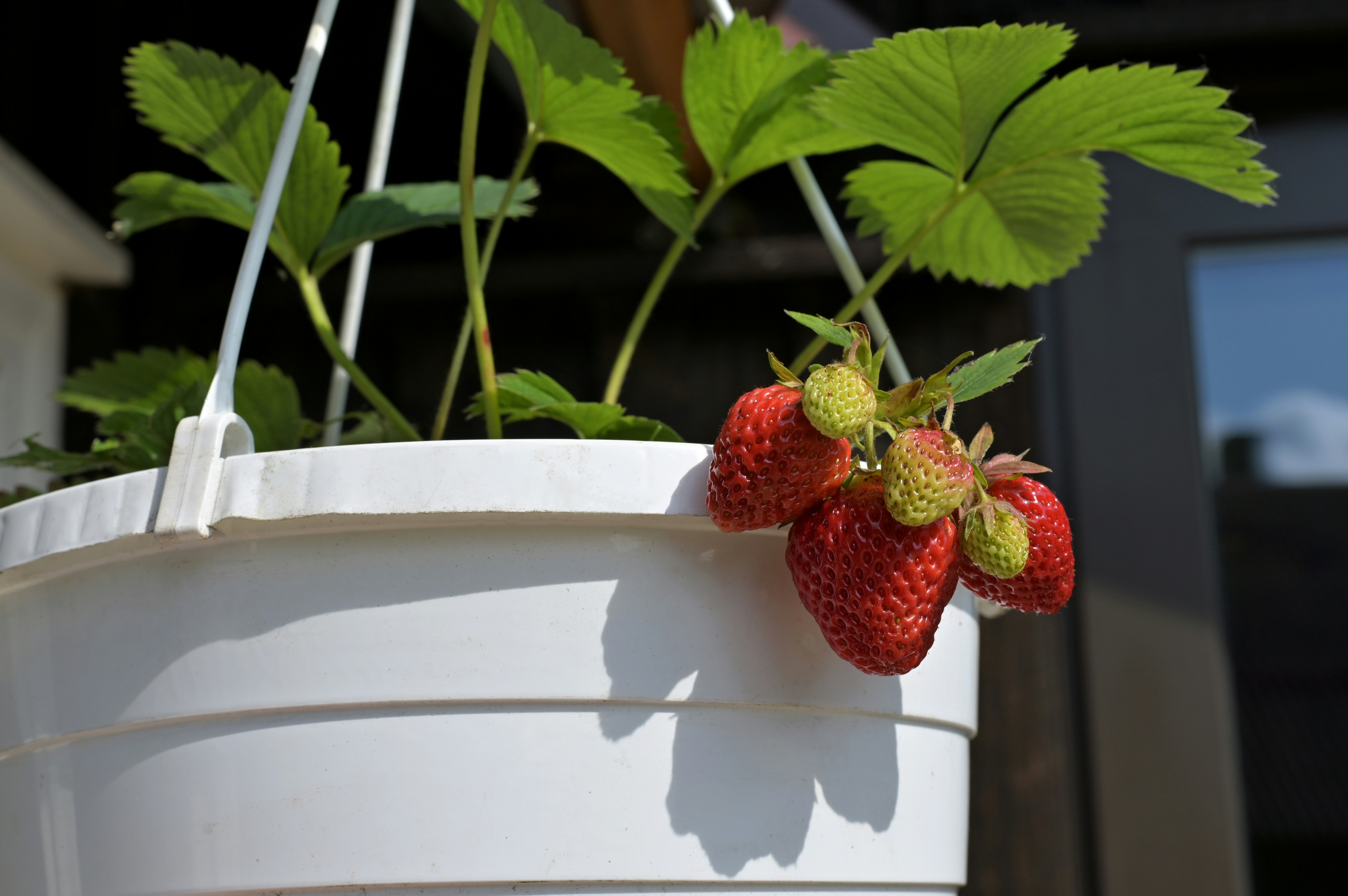 Strawberry plant in a white hanging pot.
