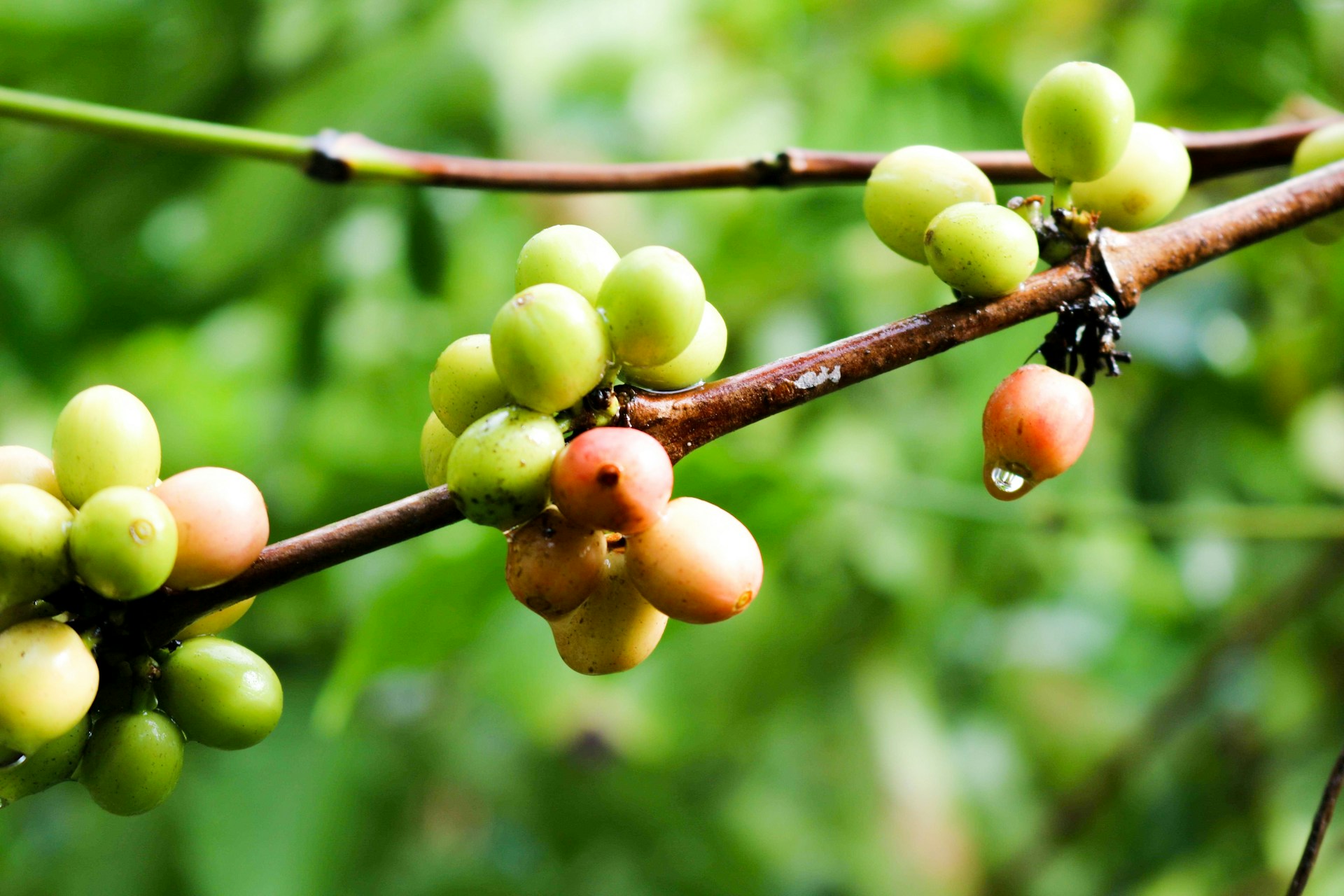 Coffee beans growing on a branch.