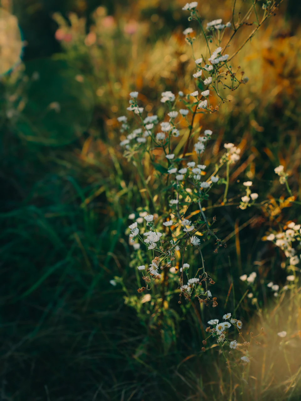 The image depicts a field with tall grass and delicate white flowers swaying gently in the breeze. The flowers are scattered throughout the scene, some closer to the foreground while others extend into the distance. The background is blurred, drawing focus to the vibrant colors of the flowers against the green backdrop.