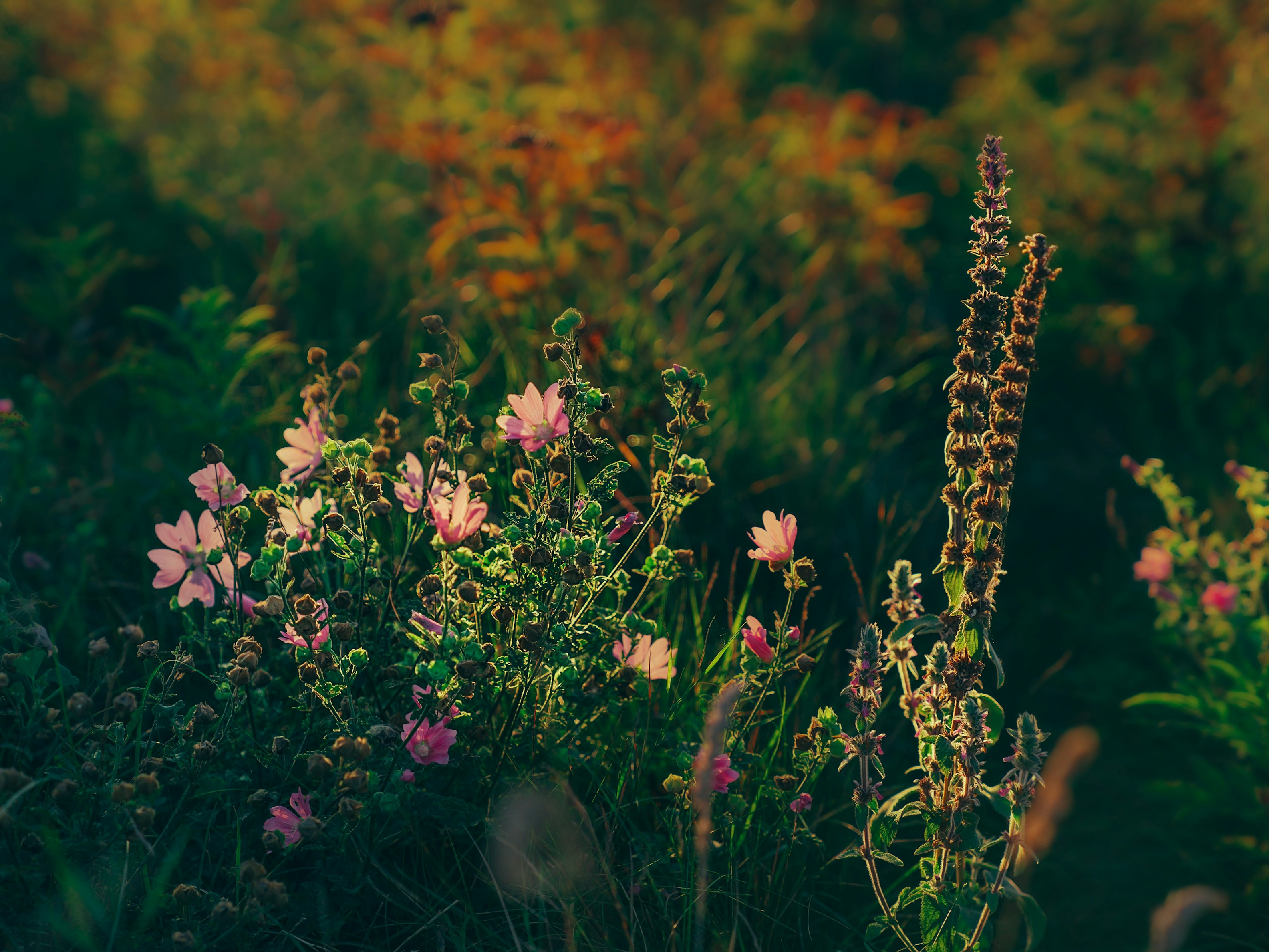 Photo by mineral_of_demon