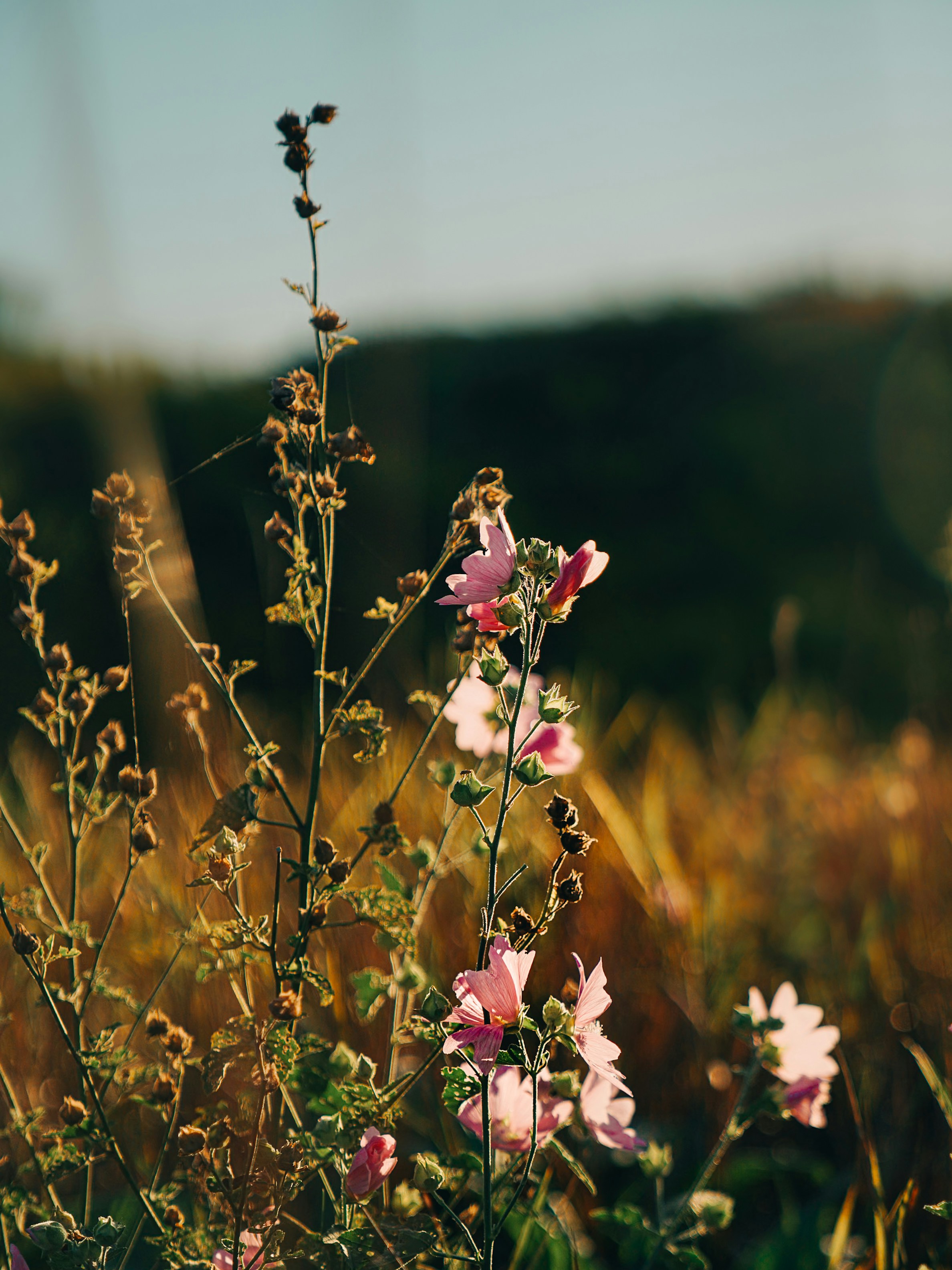 Photo by mineral_of_demon