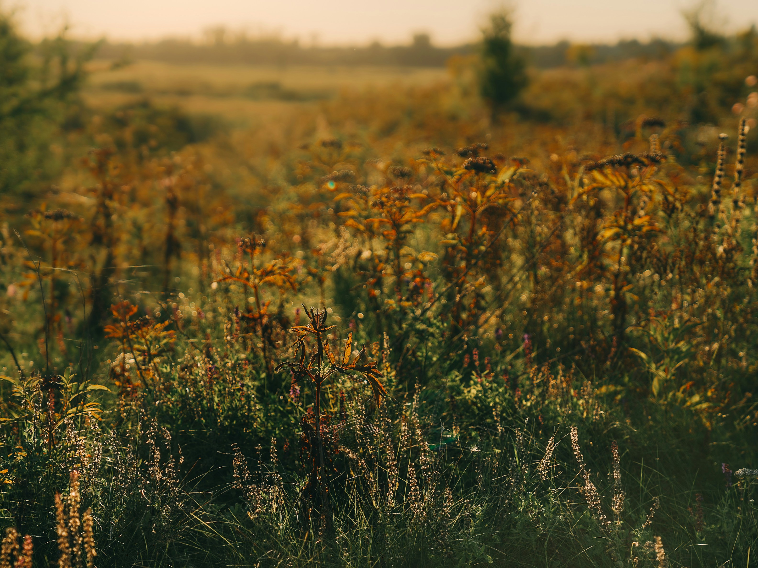 Photo by mineral_of_demon