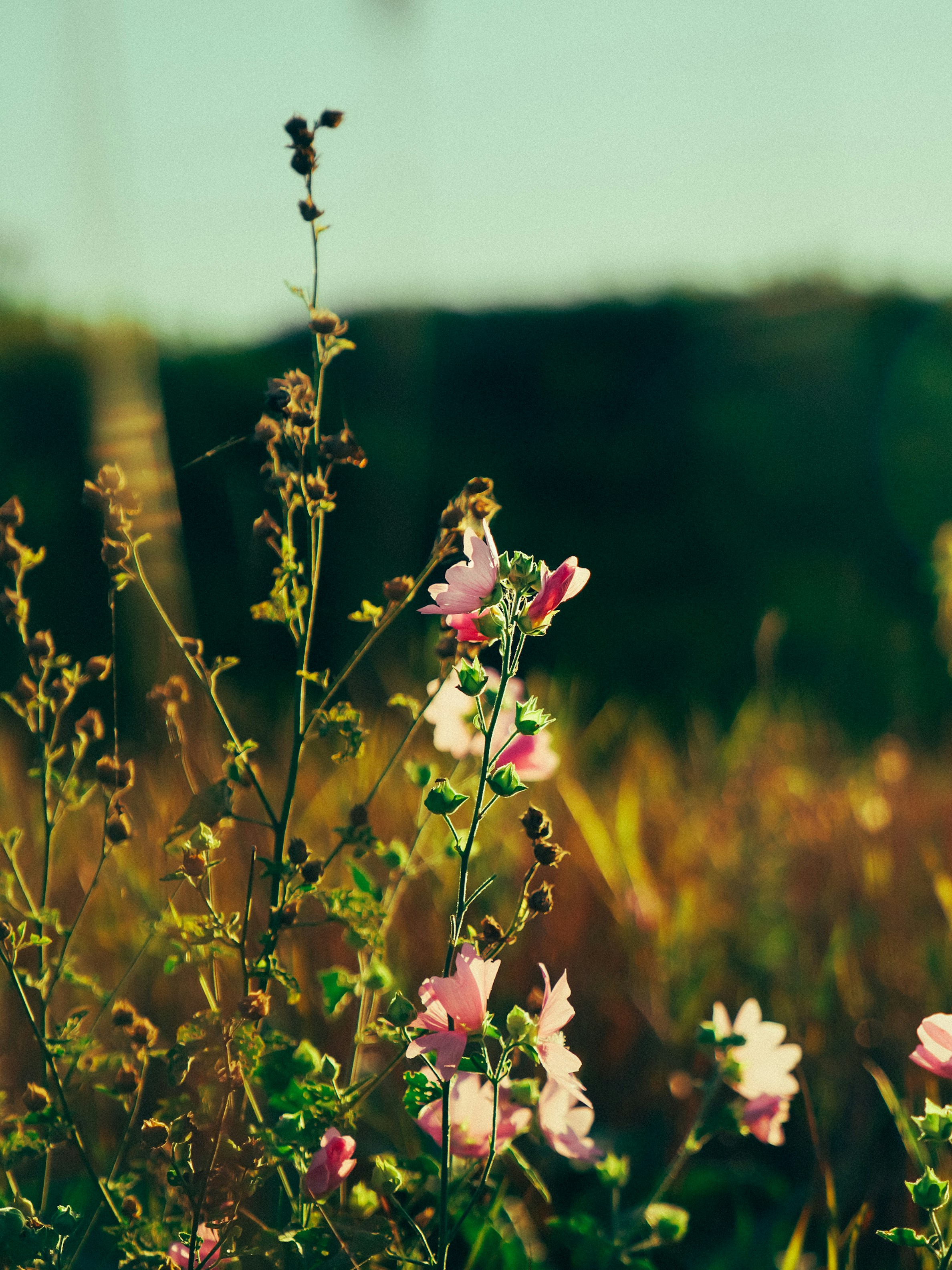 Photo by mineral_of_demon