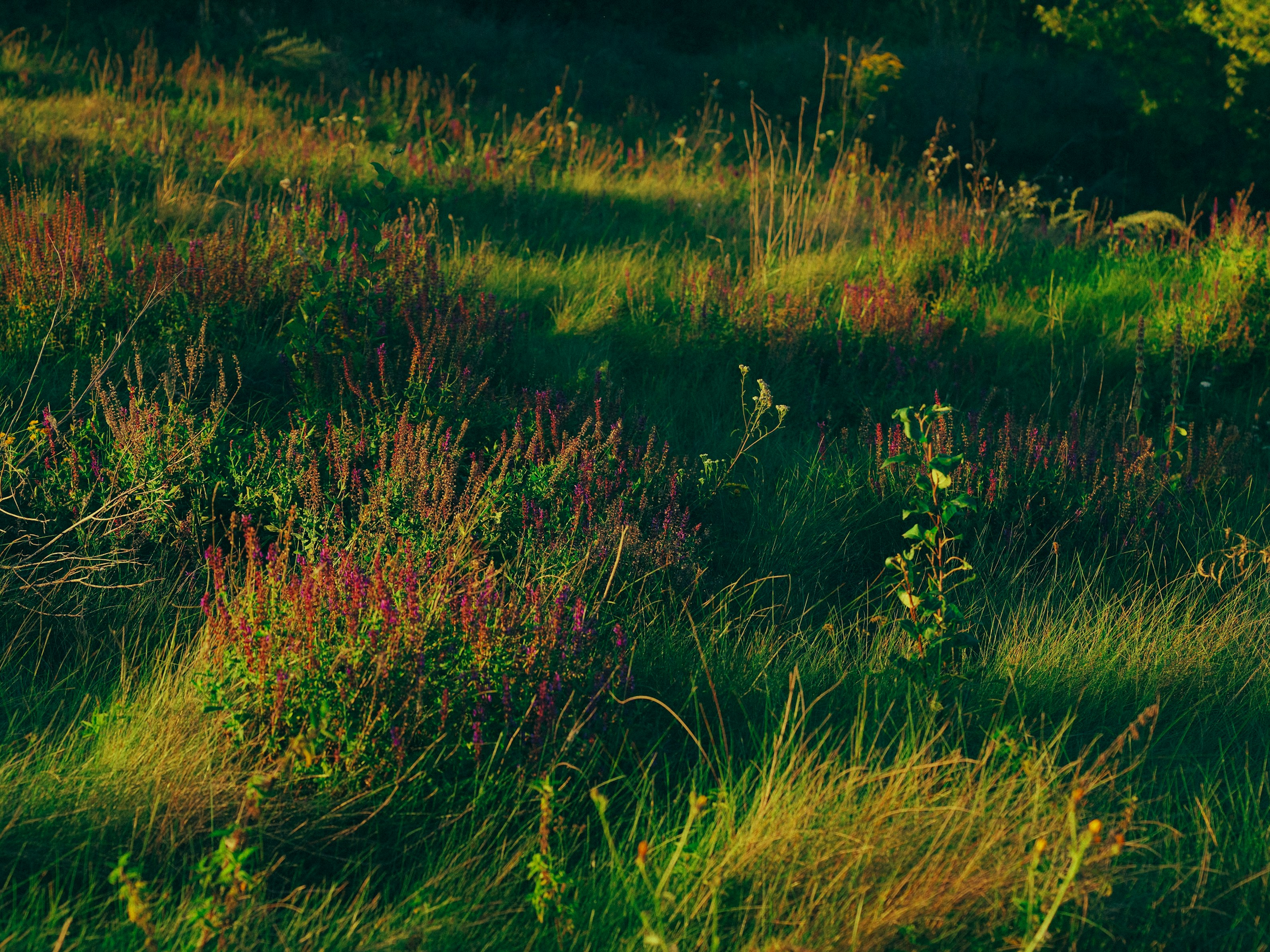 Photo by mineral_of_demon