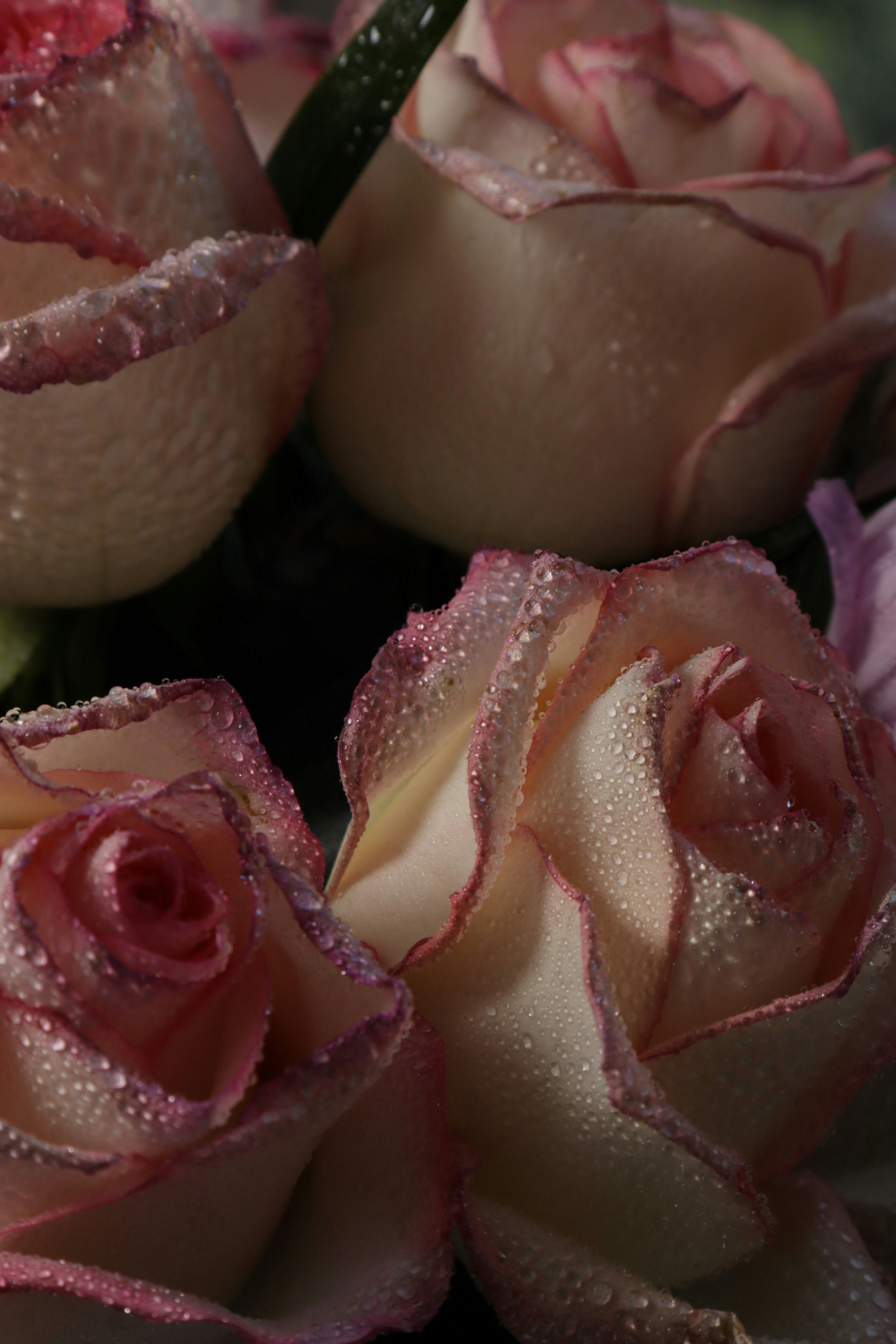 Photo by bored_mongoose