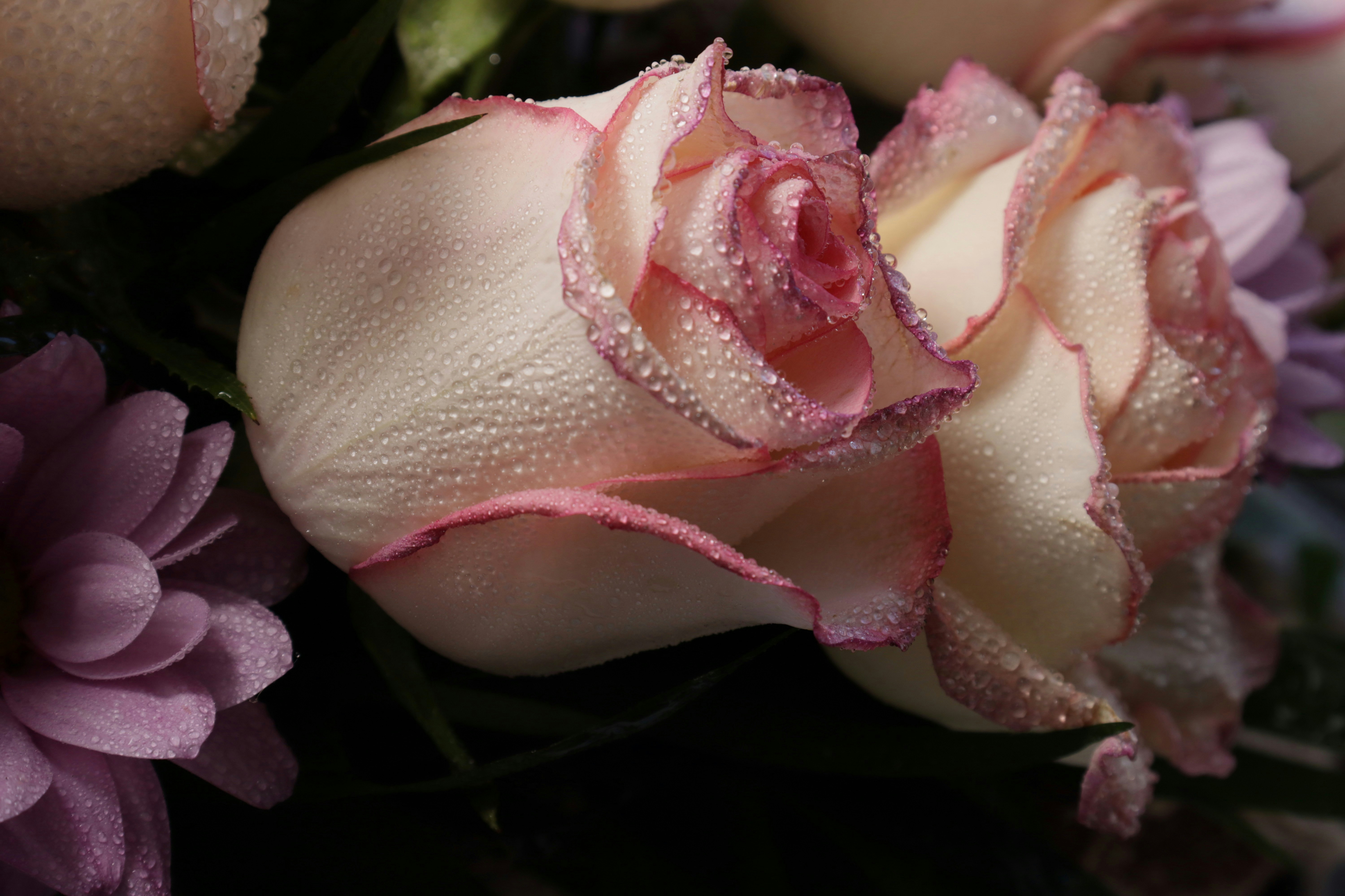 Photo by bored_mongoose