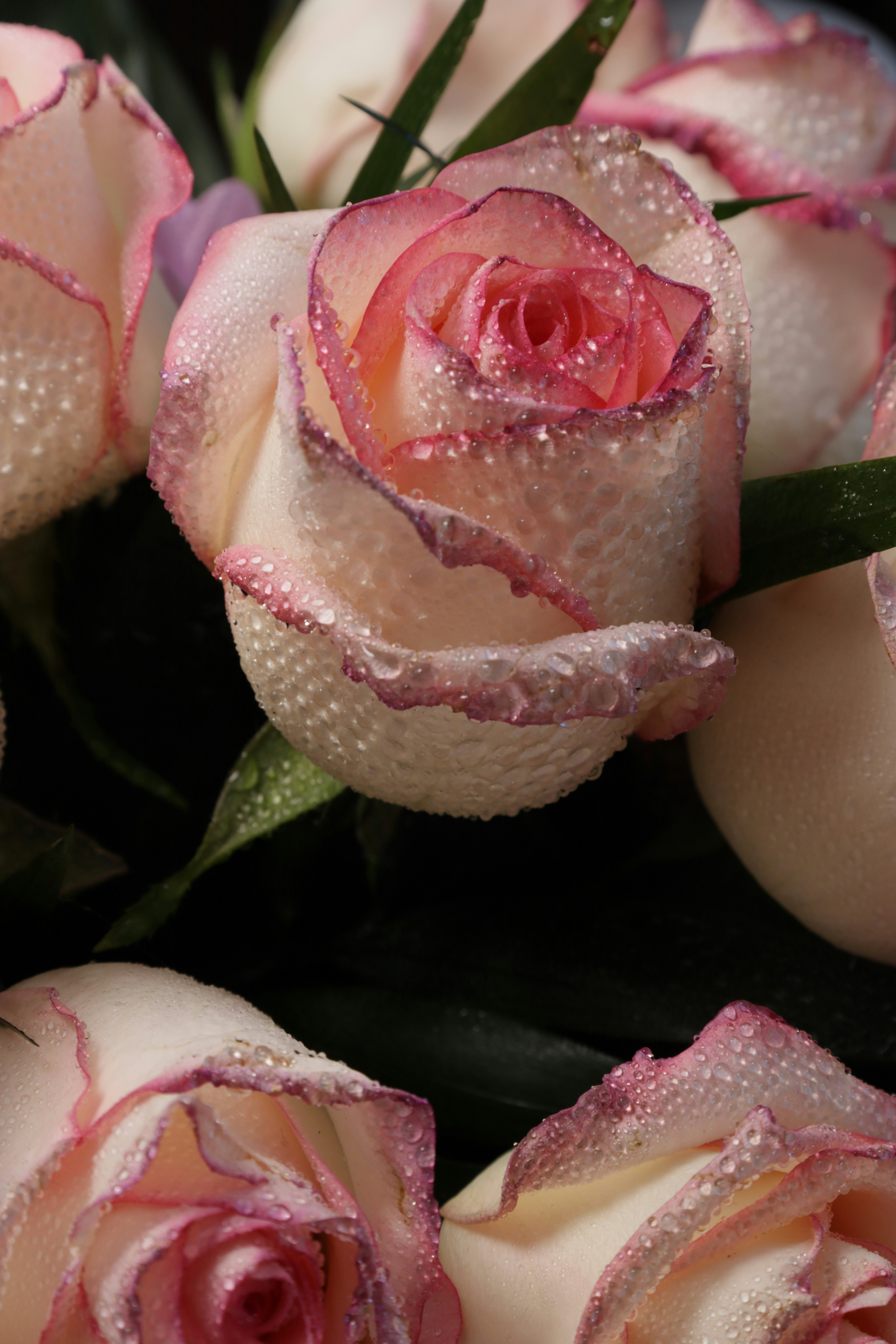 Photo by bored_mongoose