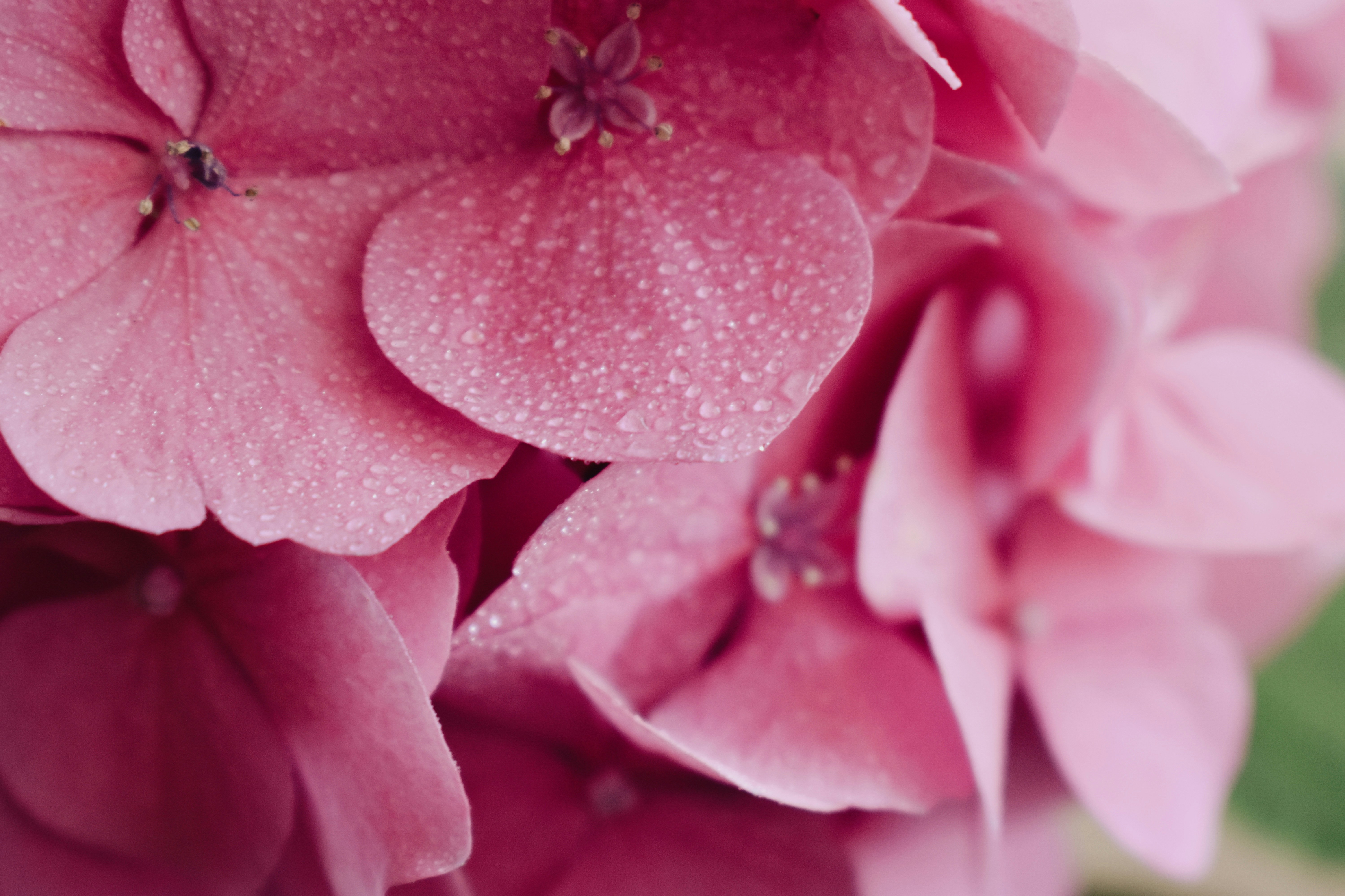 Photo by nisacokokumus