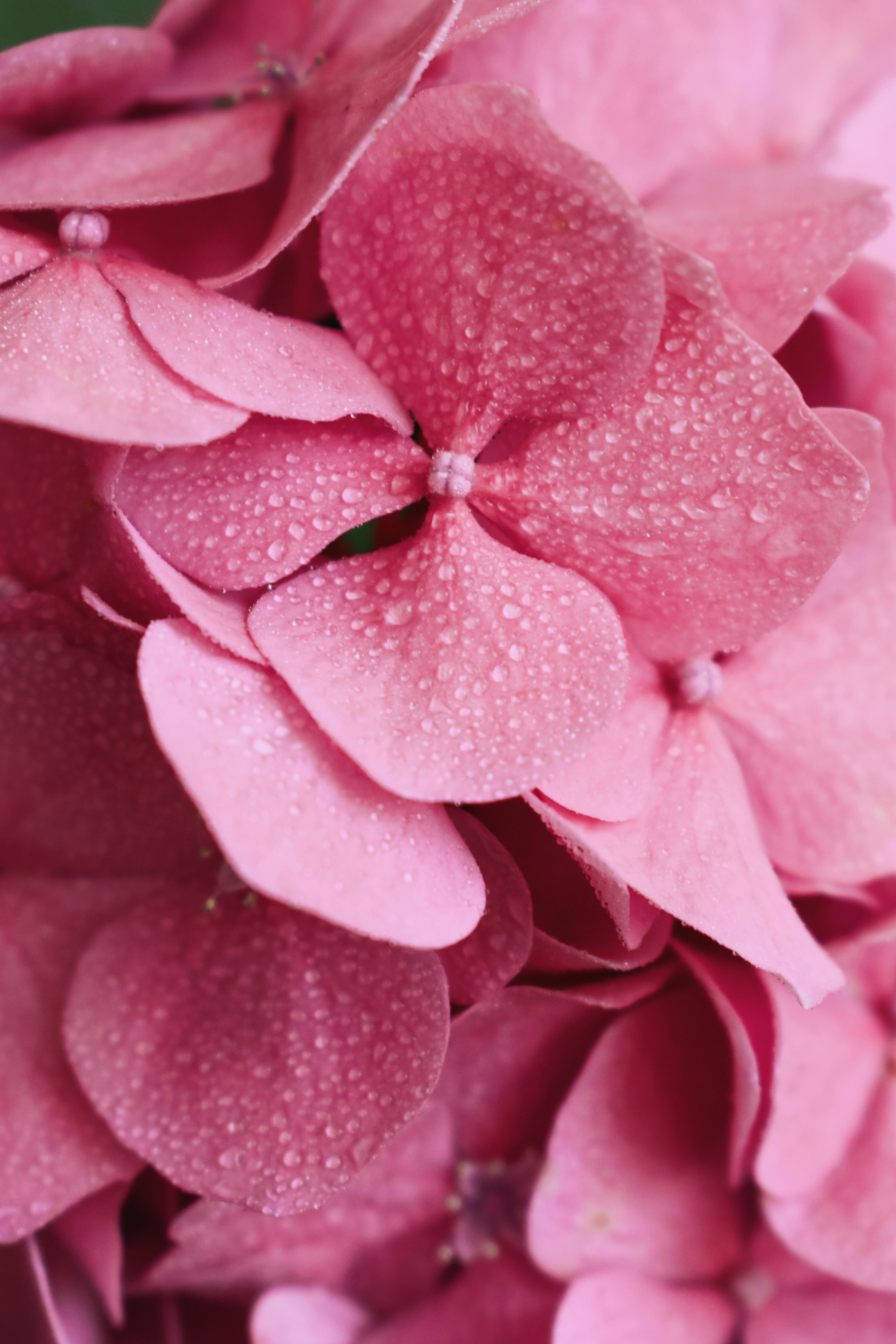 Photo by nisacokokumus