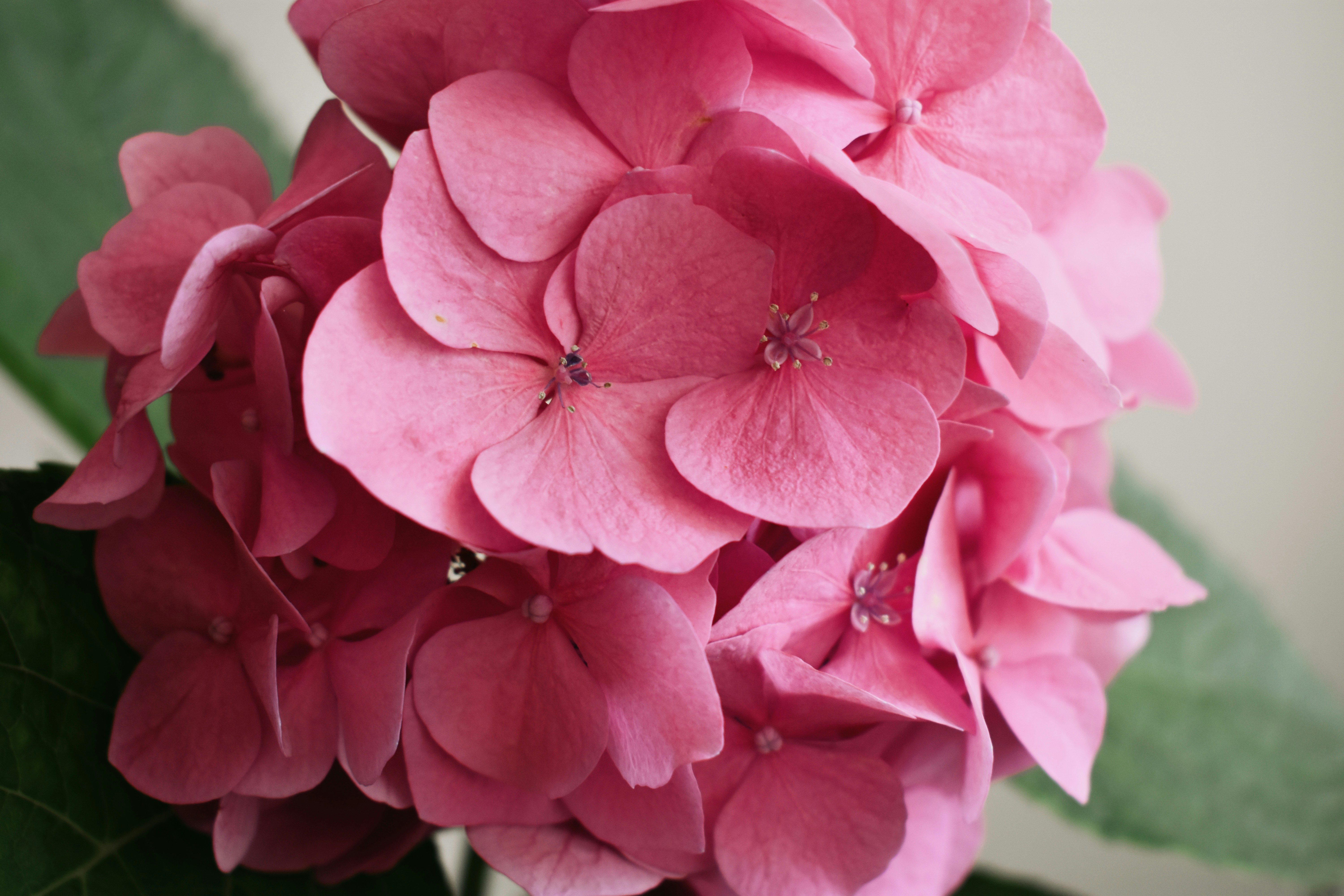 Photo by nisacokokumus