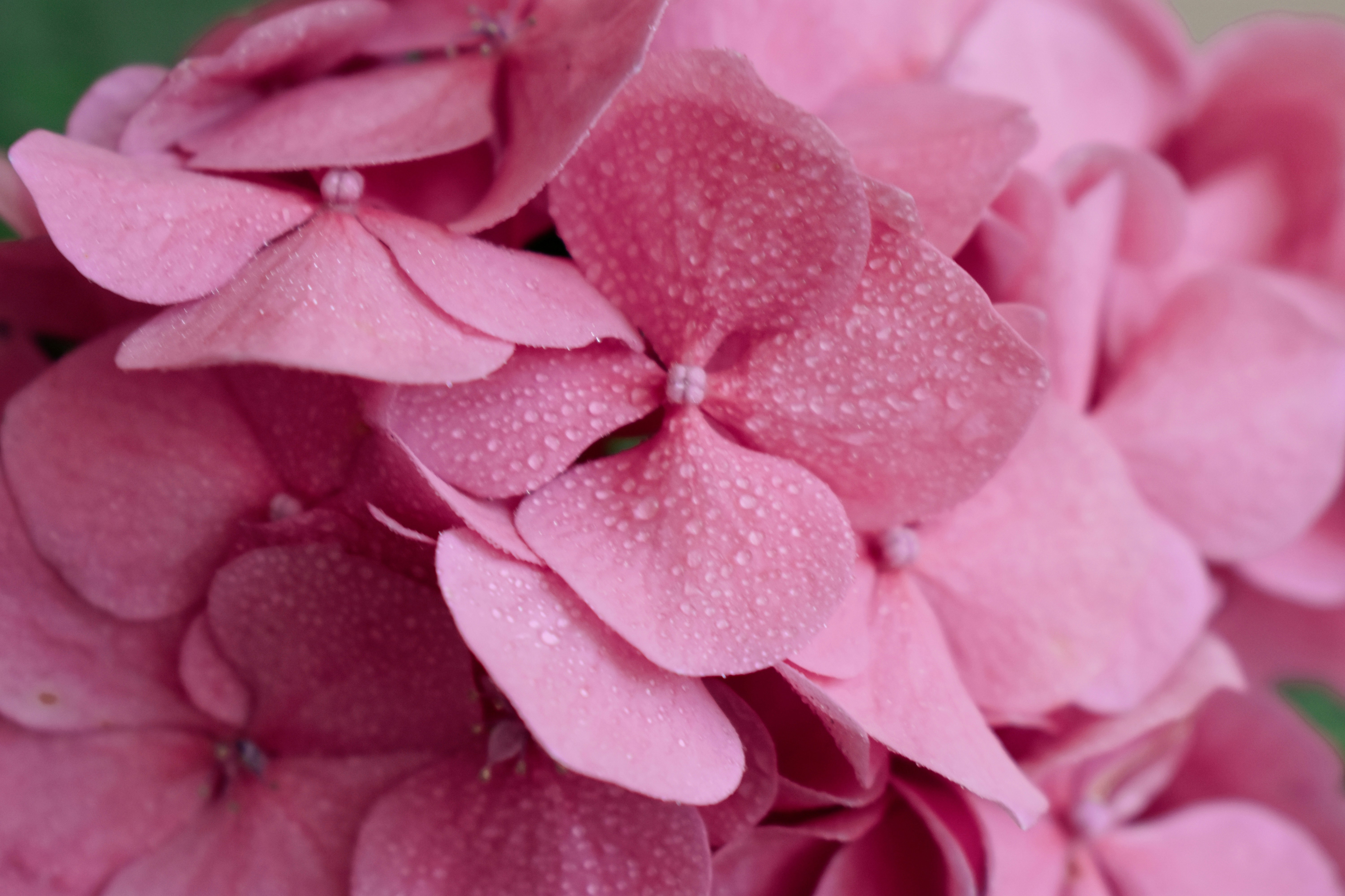 Photo by nisacokokumus