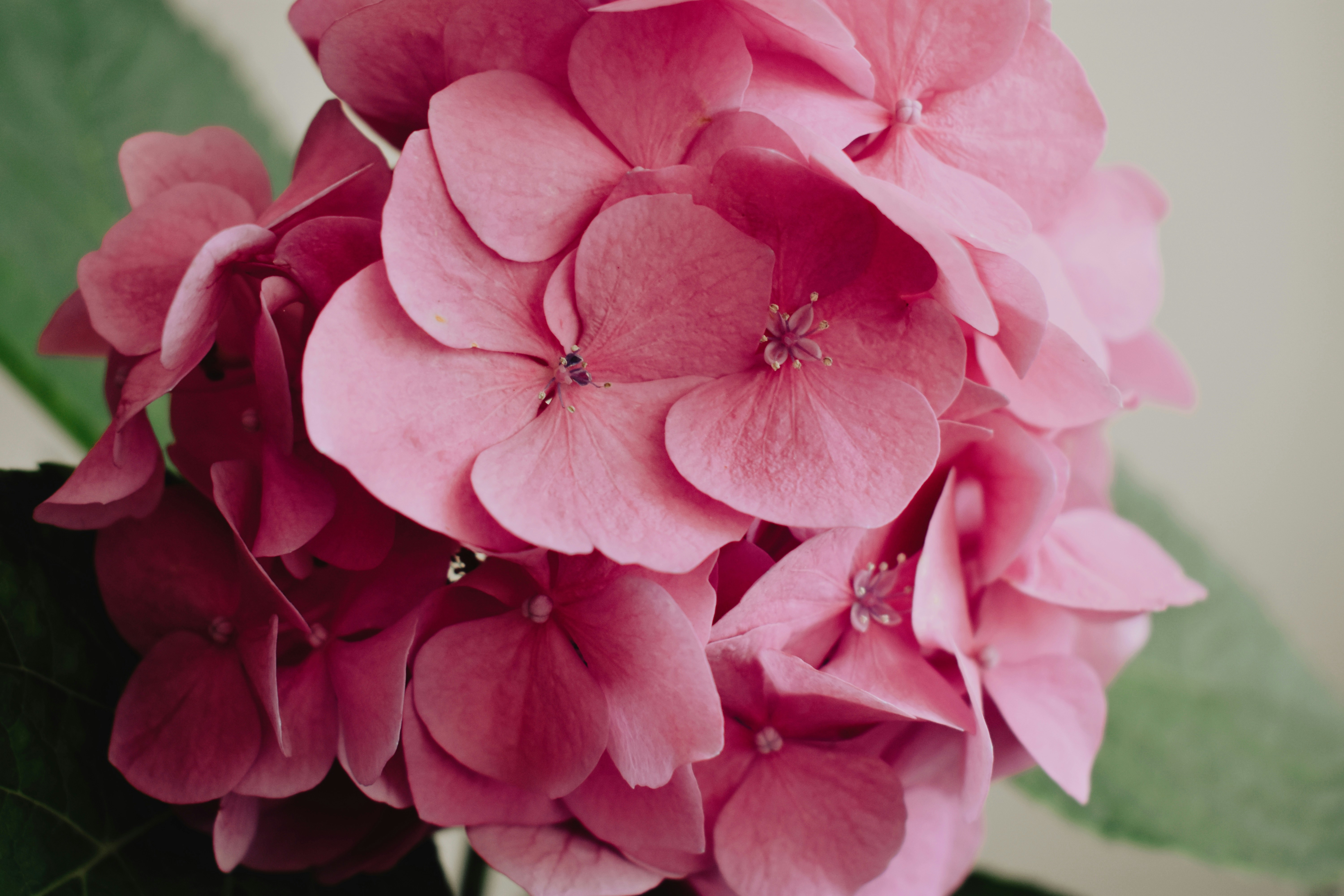 Photo by nisacokokumus