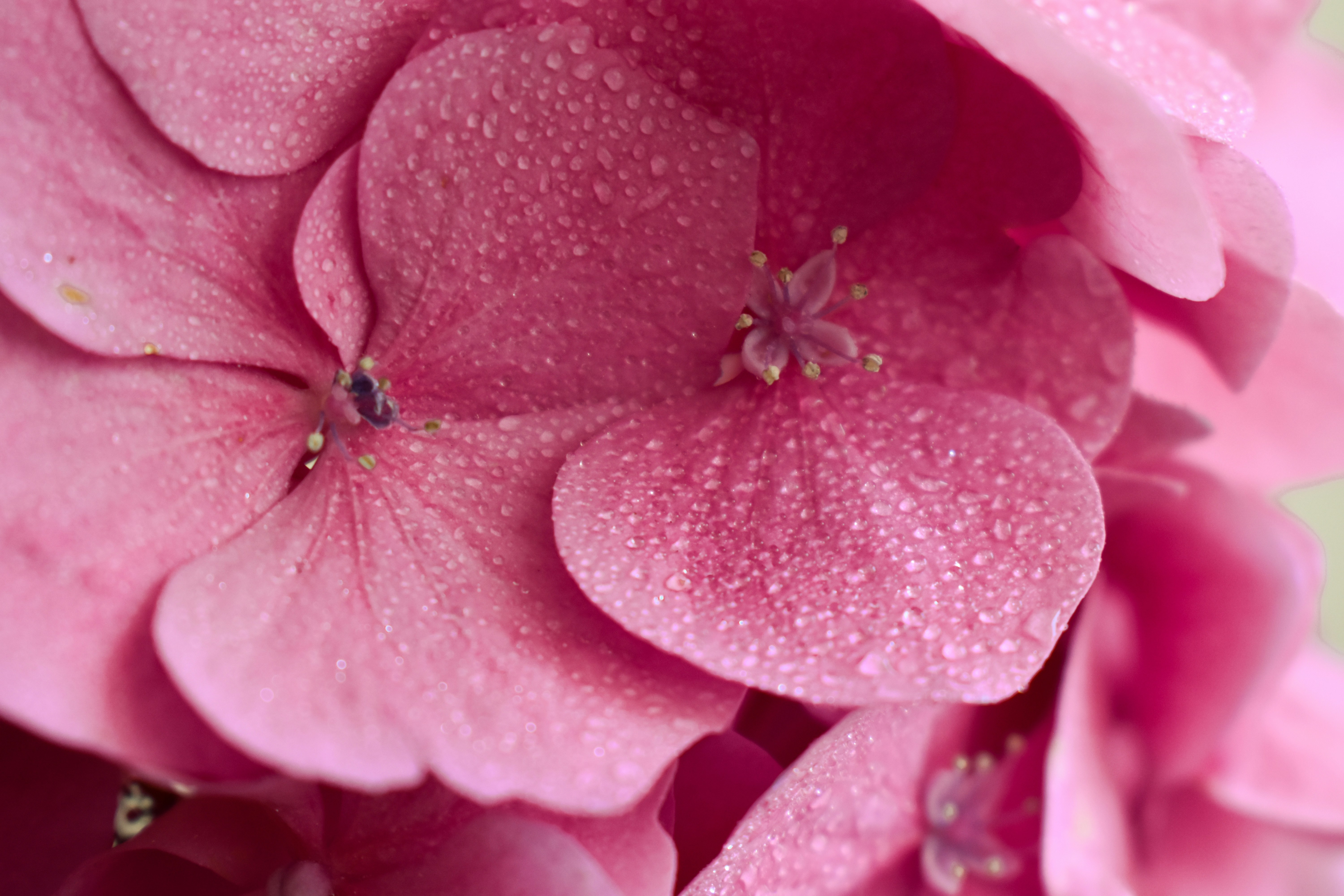 Photo by nisacokokumus