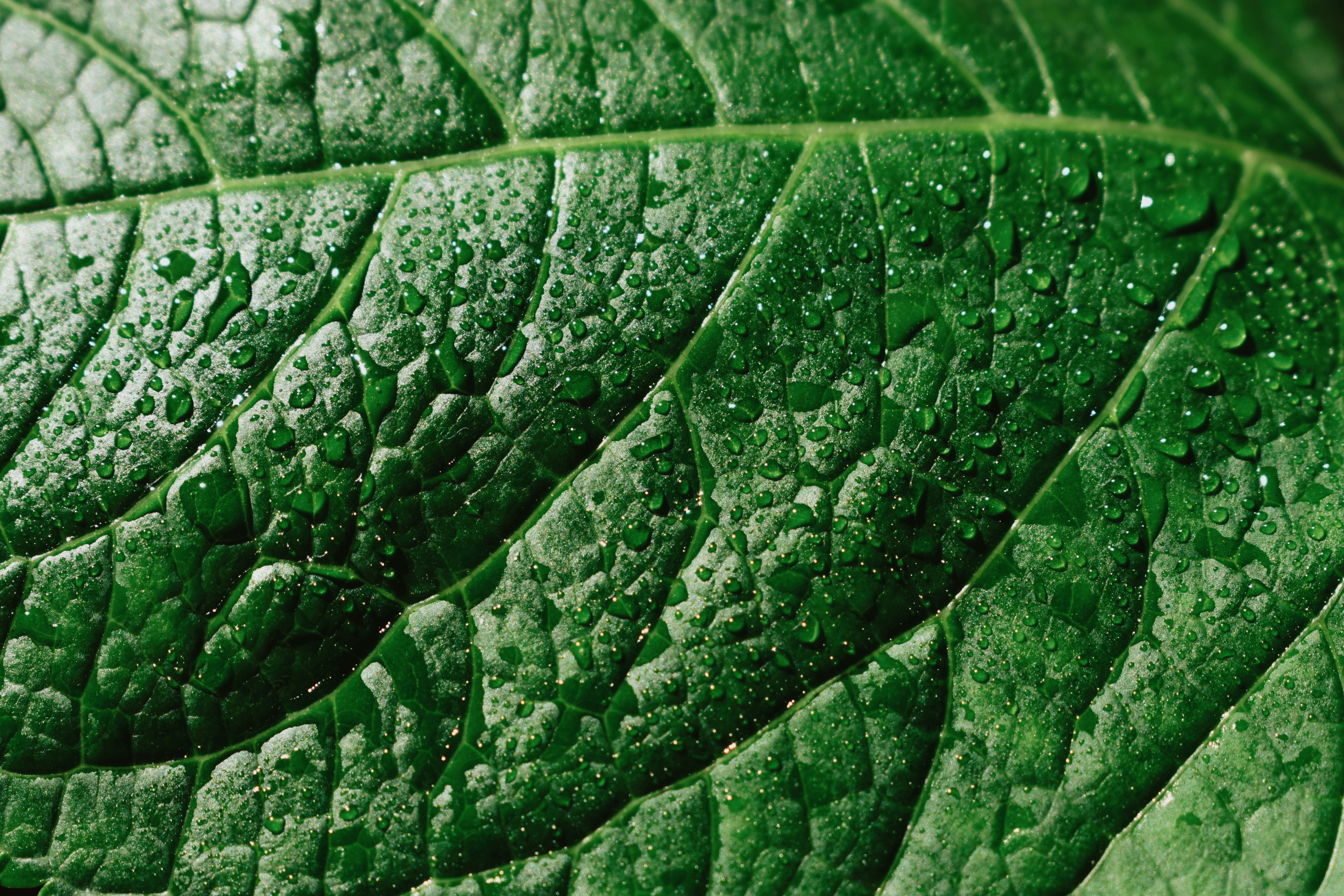 Photo by nisacokokumus