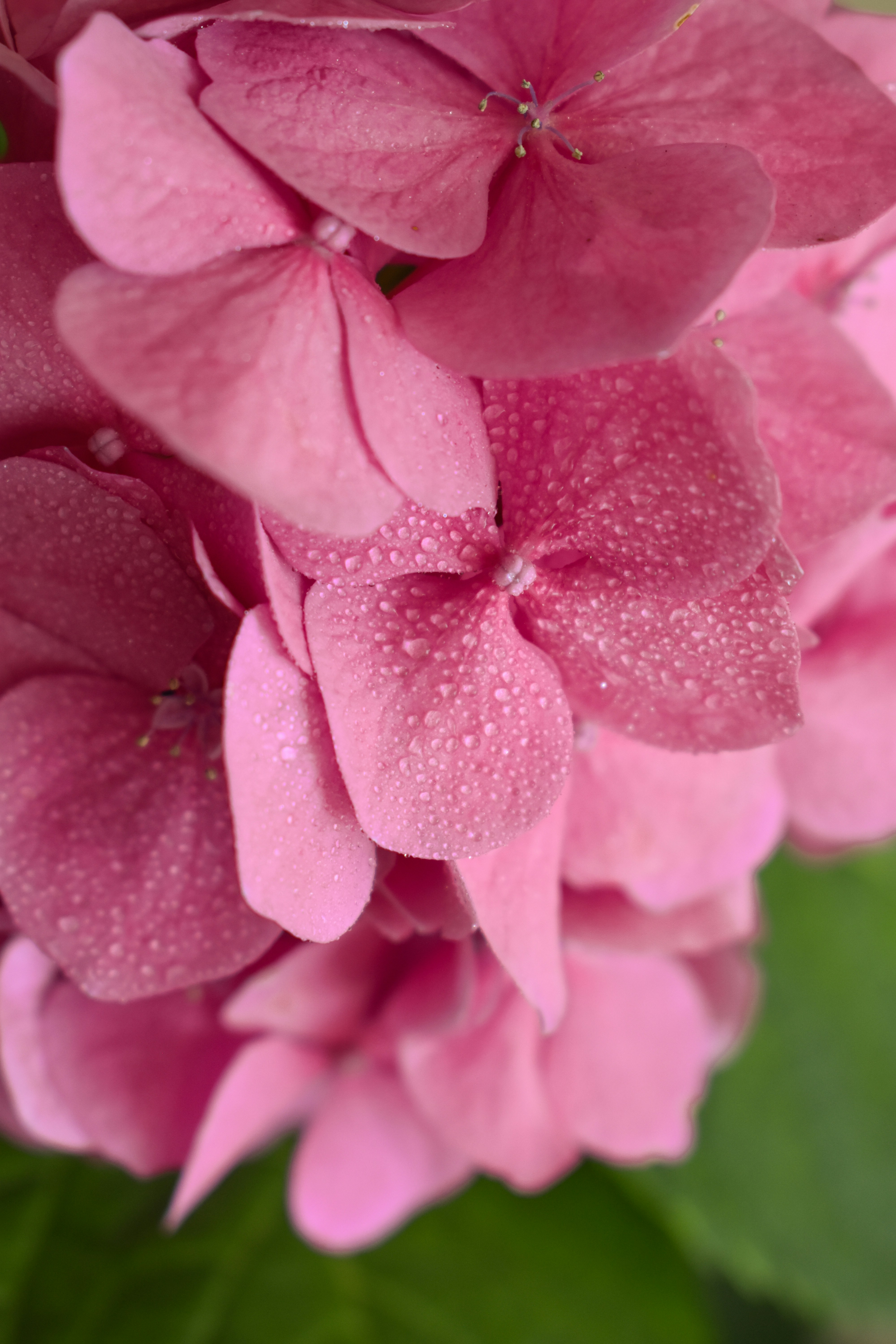 Photo by nisacokokumus