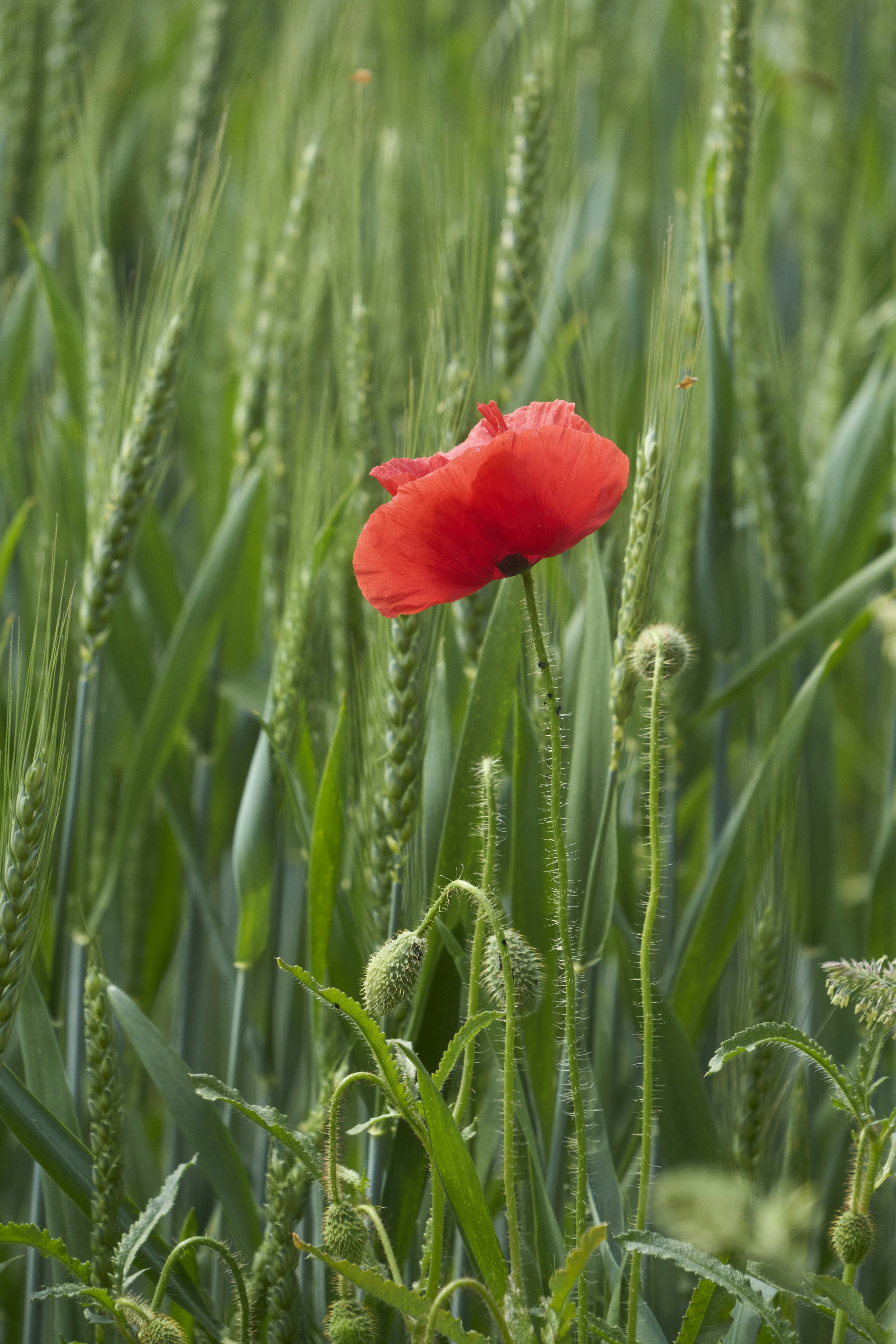 Photo by wolfgang_hasselmann