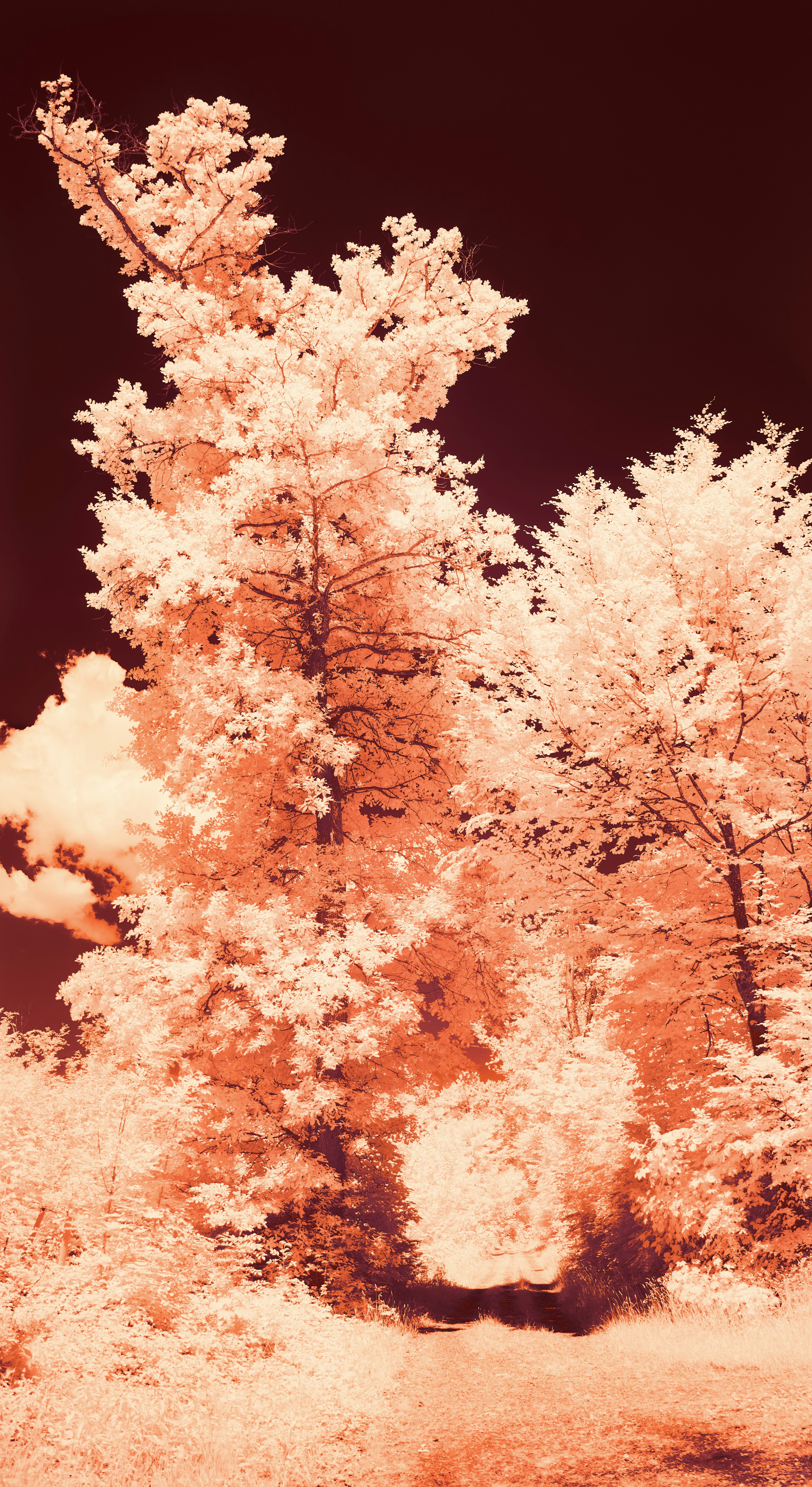 Photo by wolfgang_hasselmann