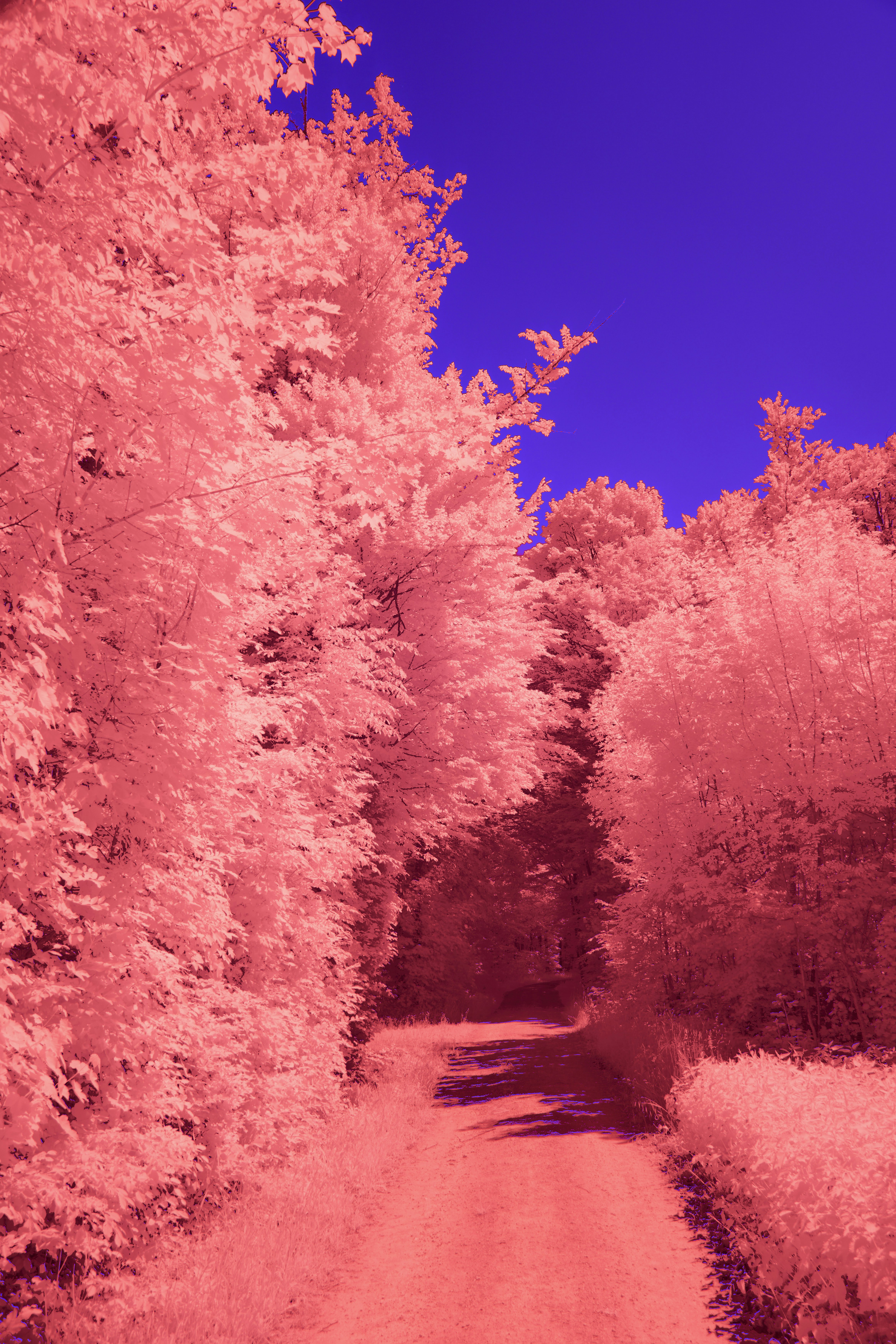 Path in a vibrant pink forest under a blue sky.