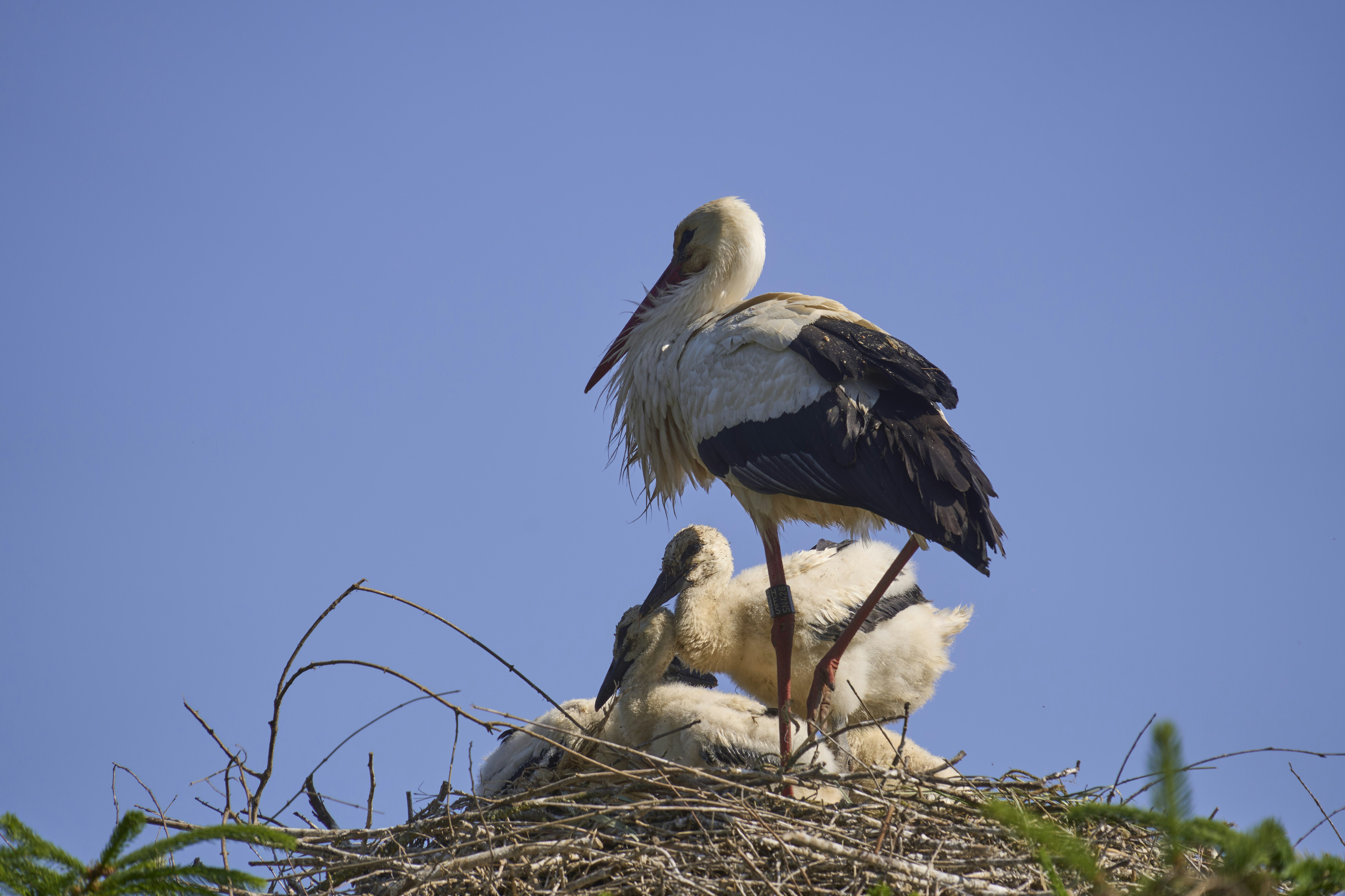 Photo by wolfgang_hasselmann