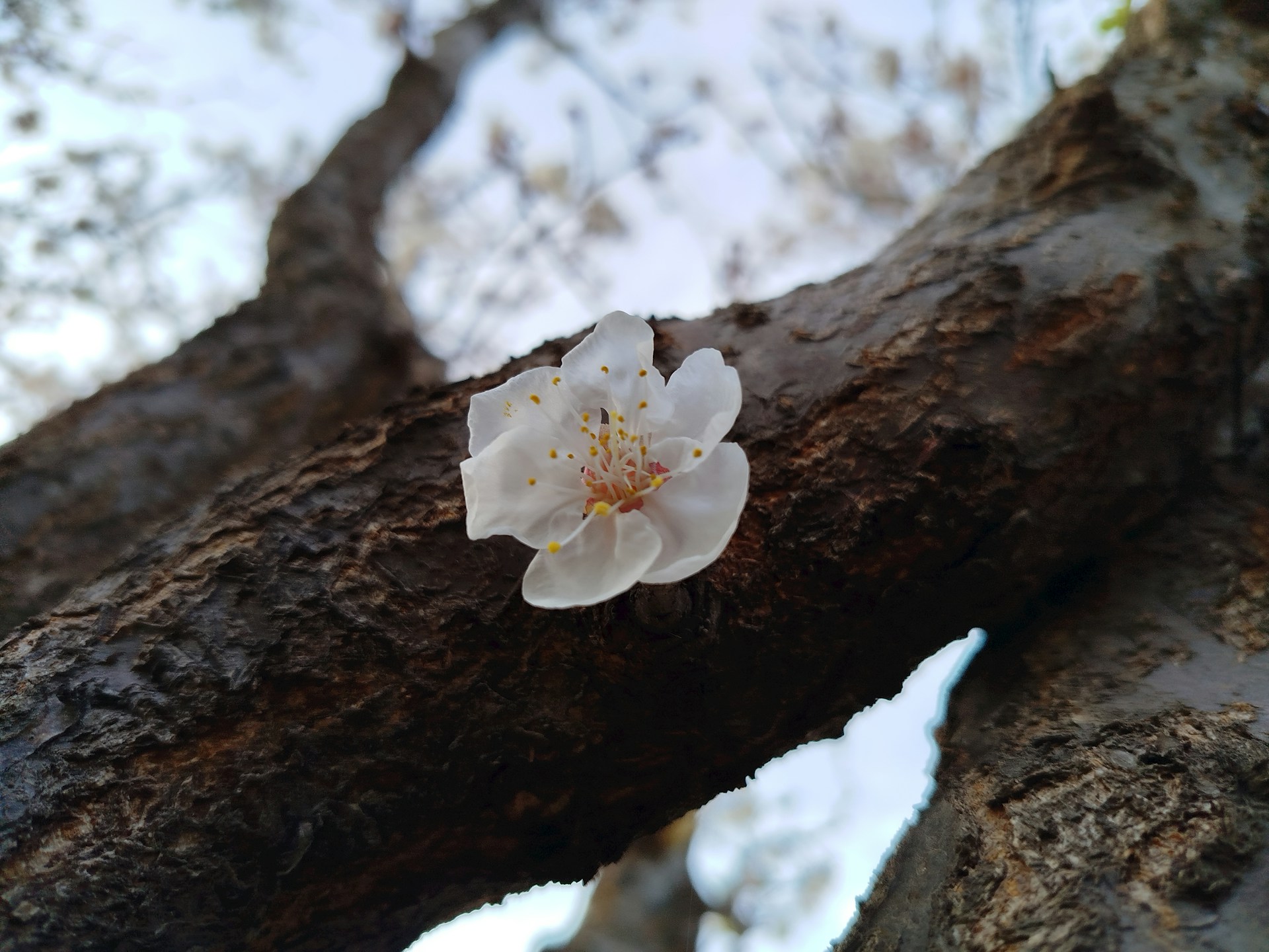 A white flower blooms on a tree branch.