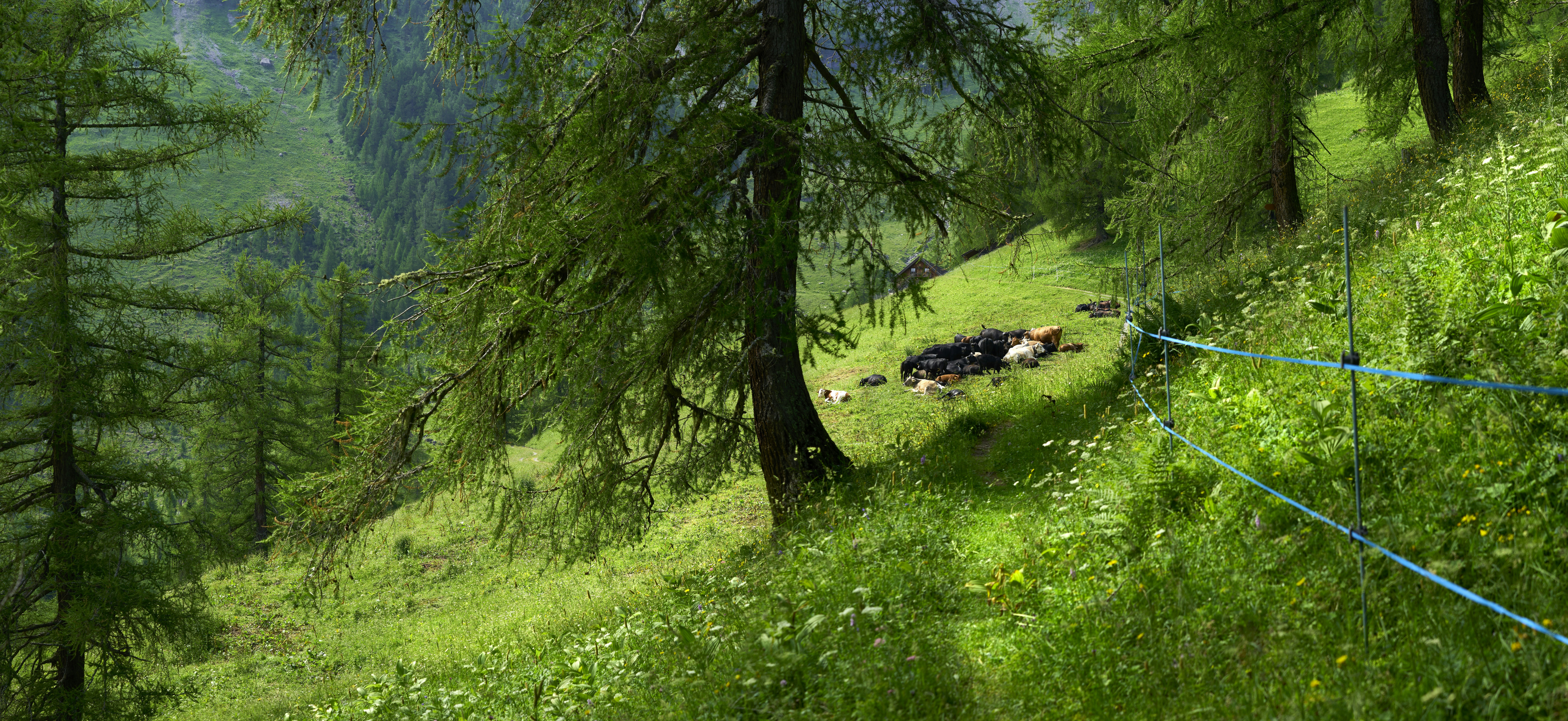 Green forest and grassy hill.