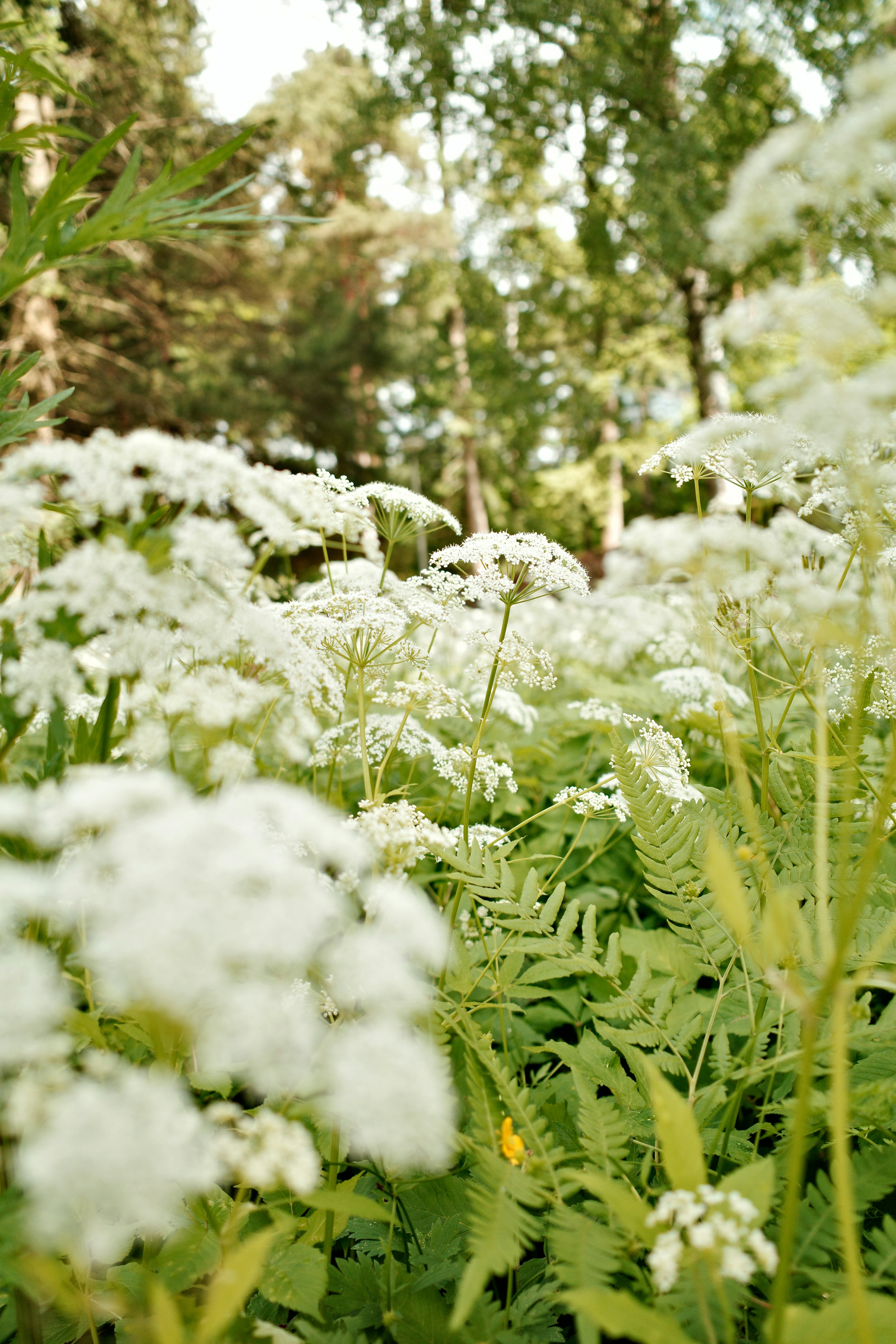 Photo by janifreelancing