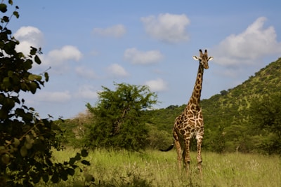 A giraffe stands proudly in a grassy field.