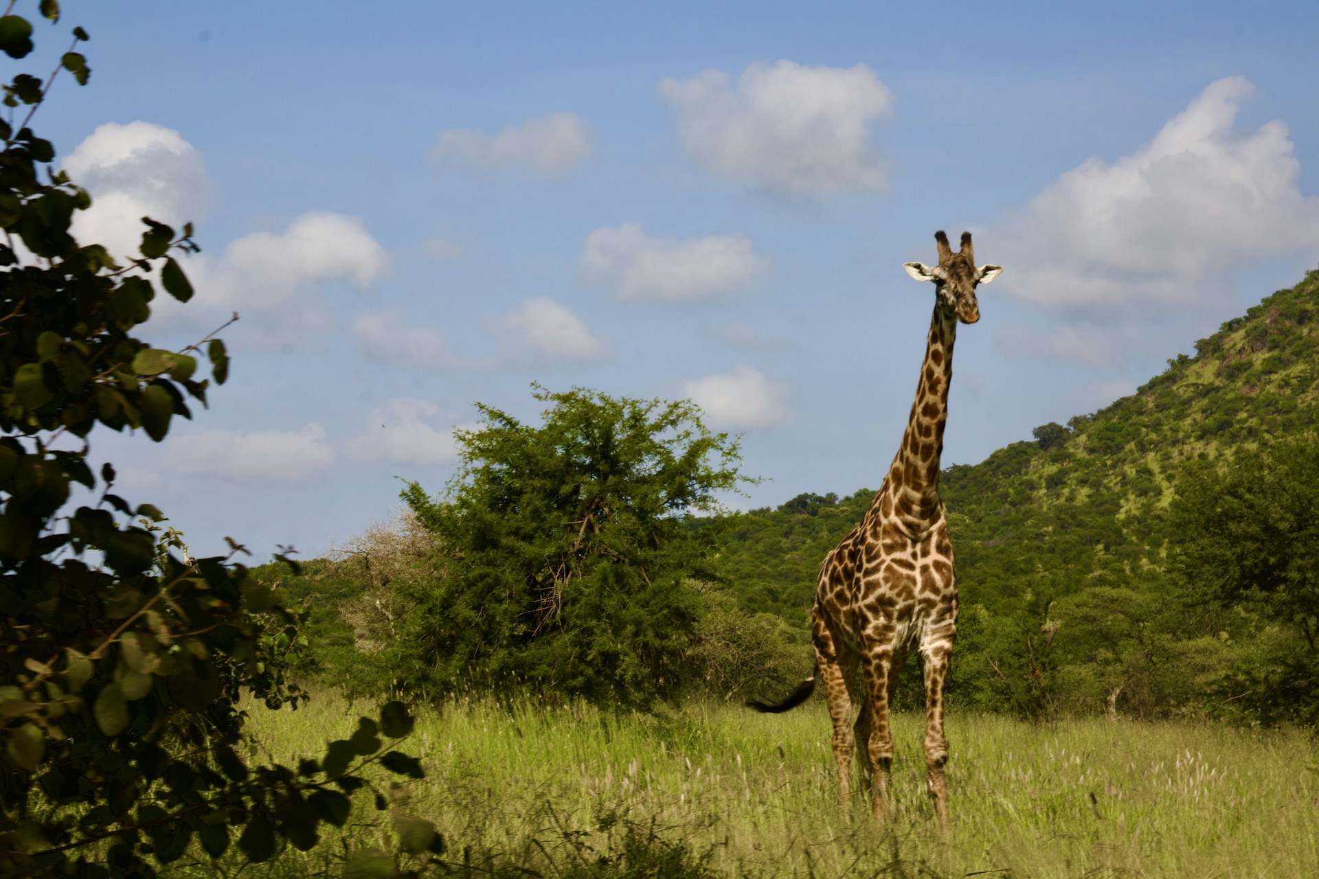 A giraffe stands proudly in a grassy field.