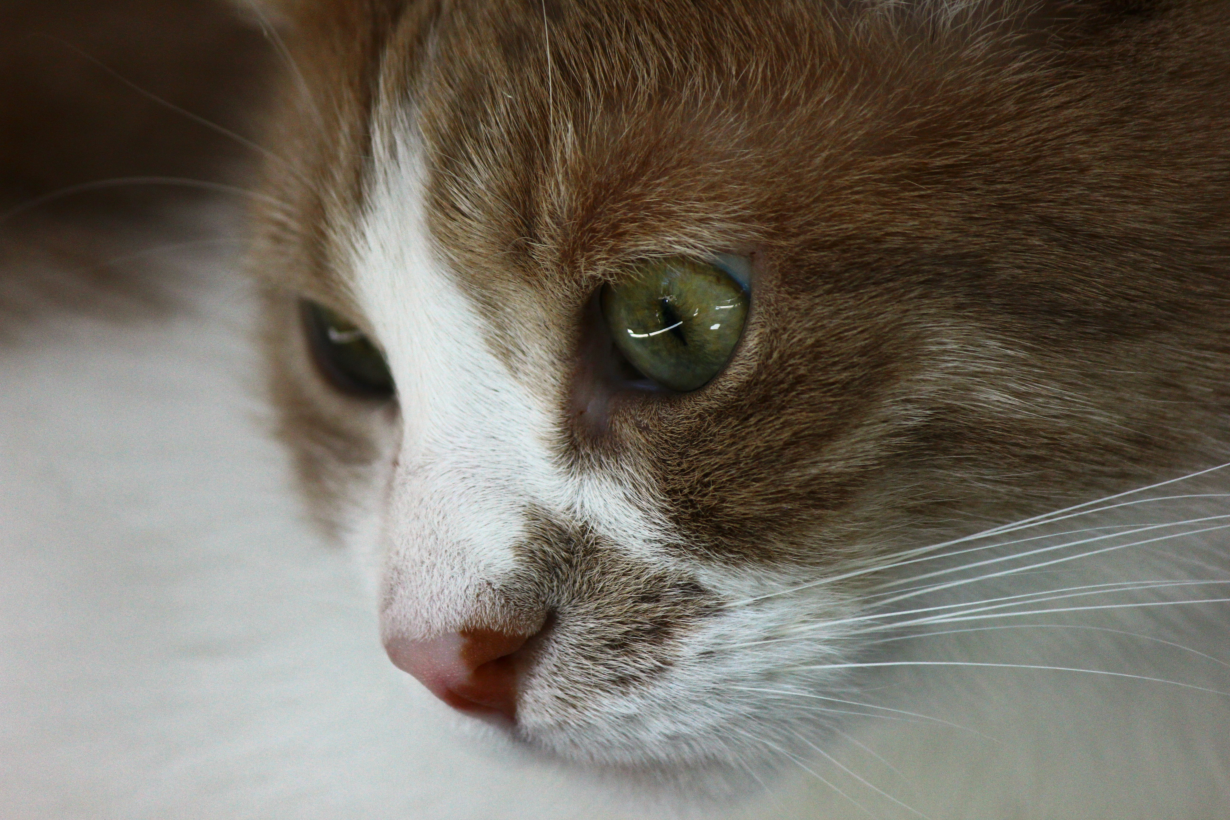 Photo by cengizozarpat