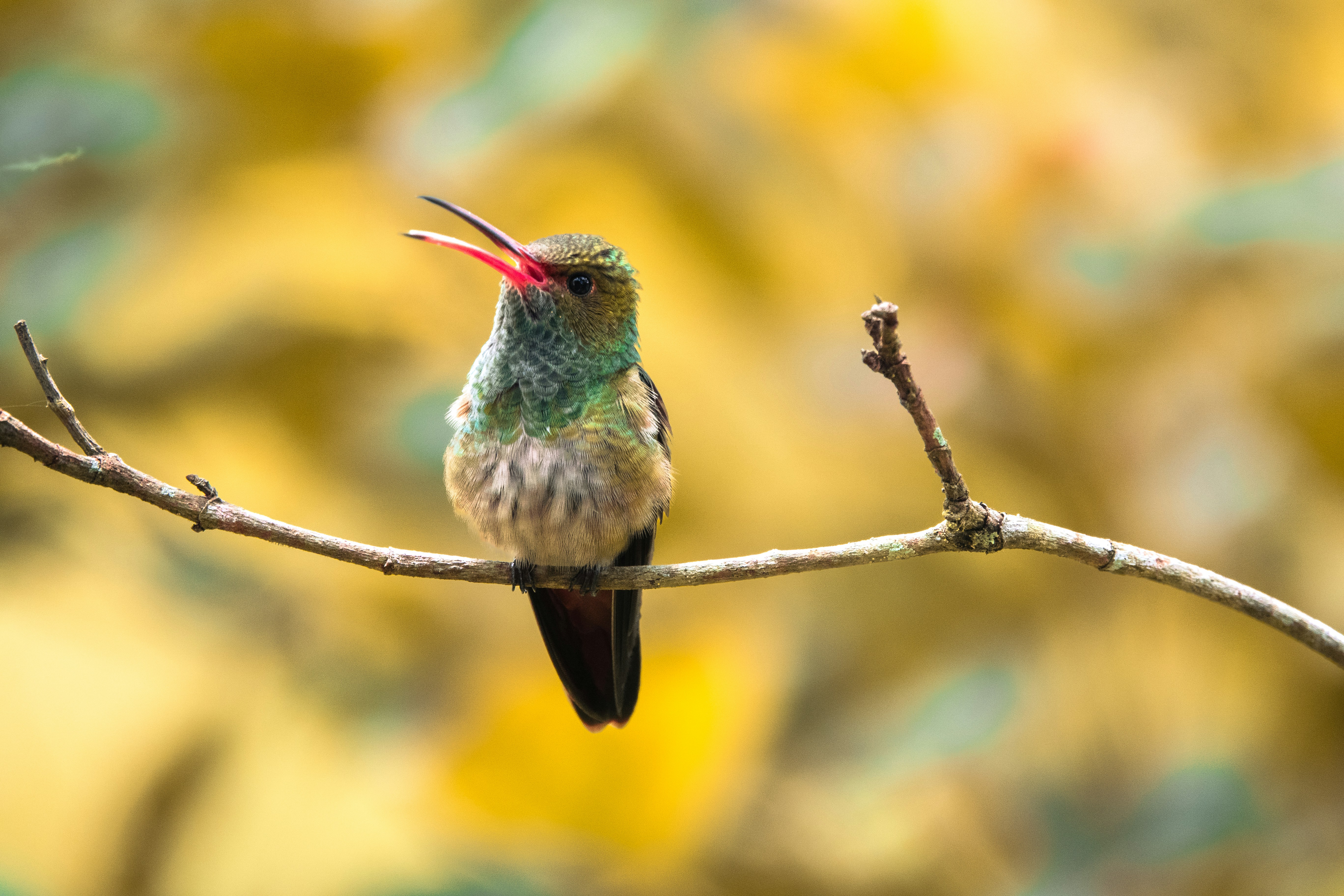 A hummingbird sits on a branch and chirps.