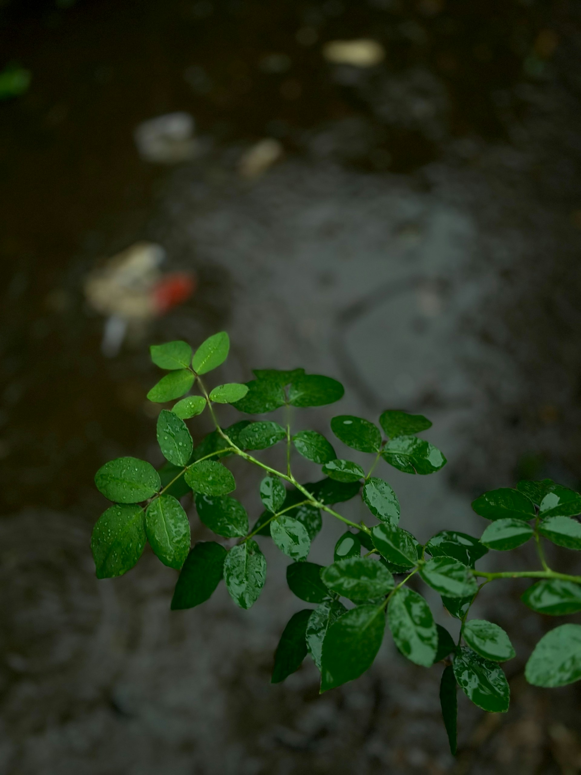 Green leaves overlooking wet puddle.
