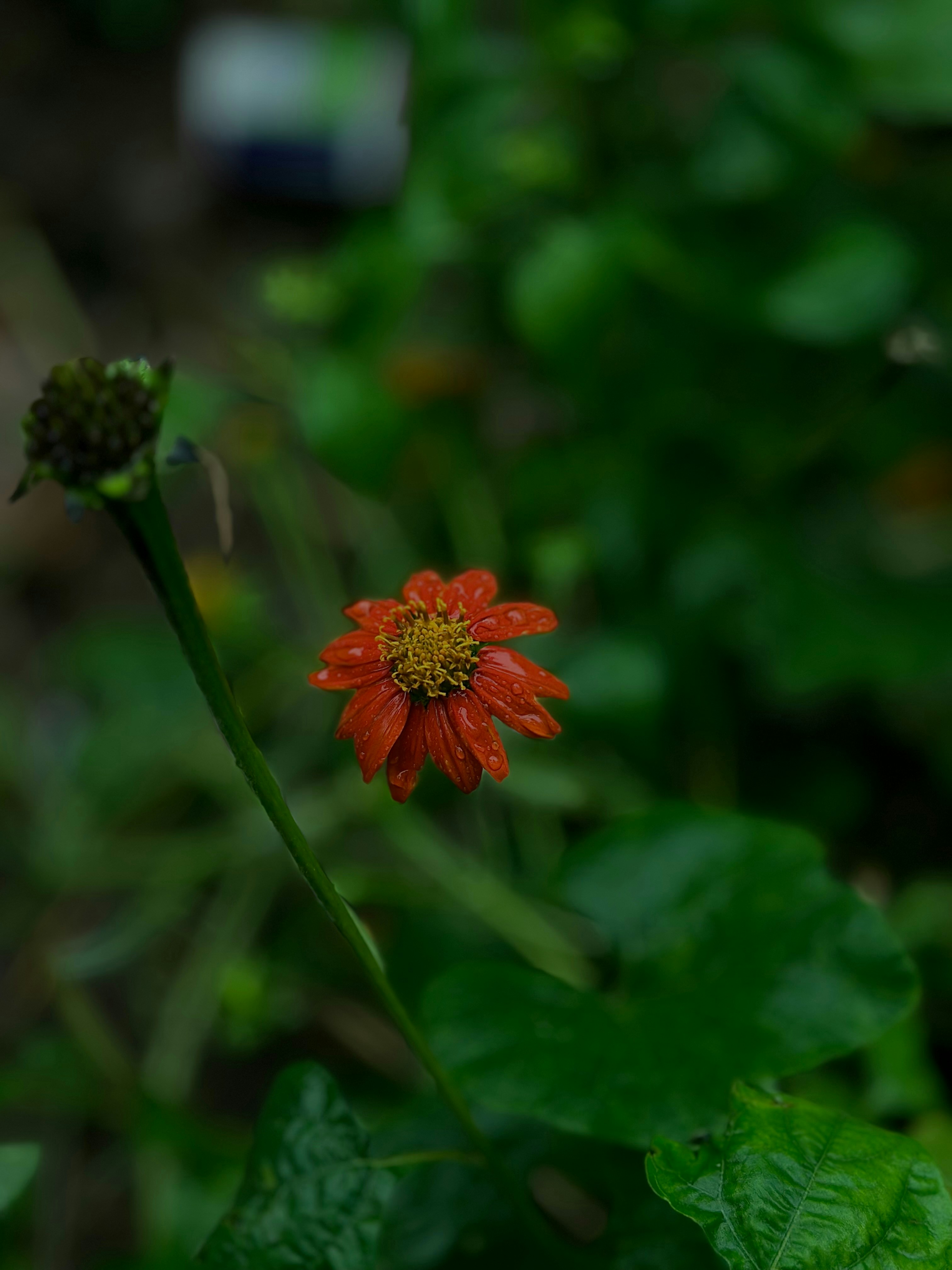 Photo by zawaph