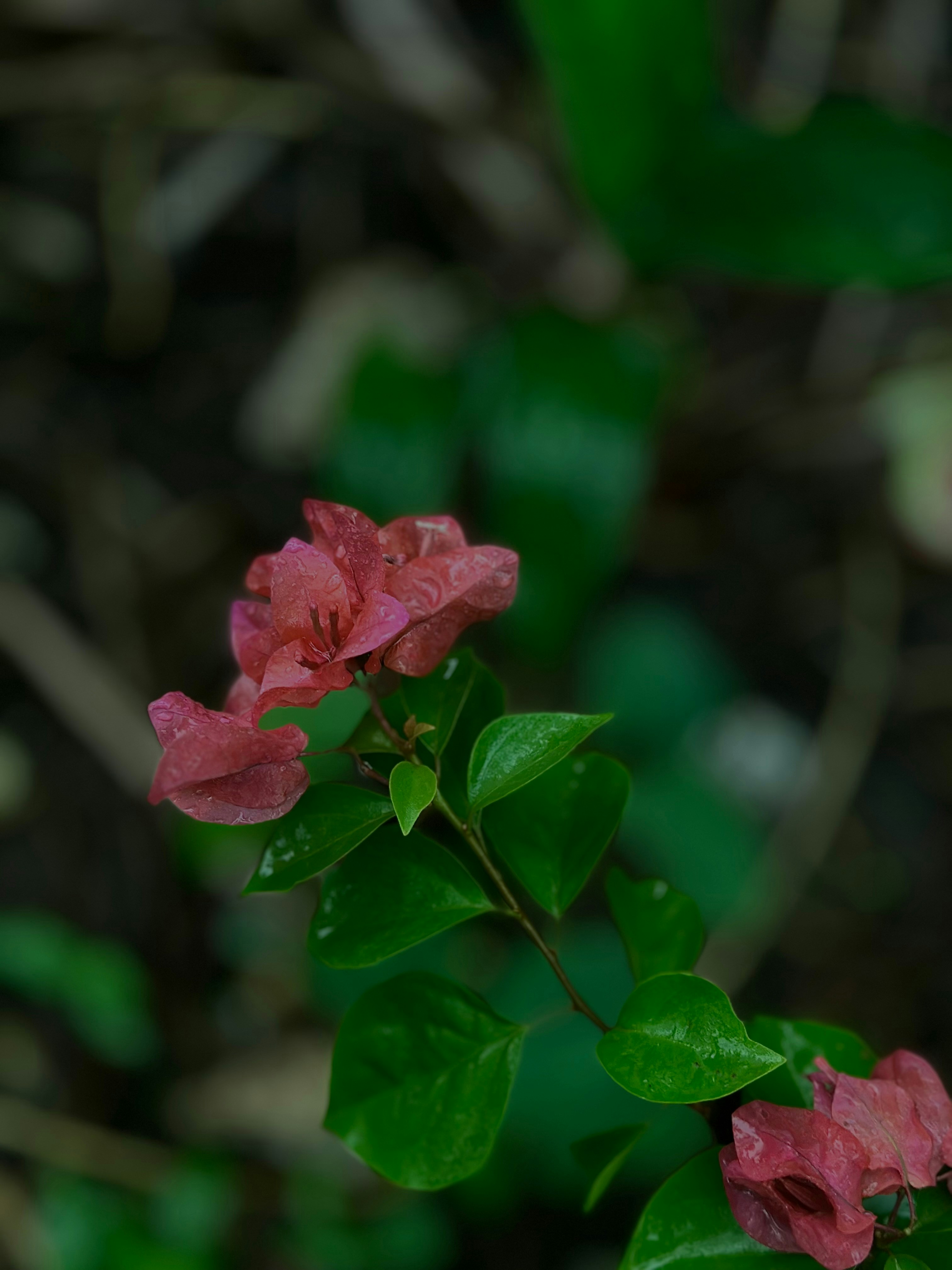 Pink flowers bloom amongst green leaves.