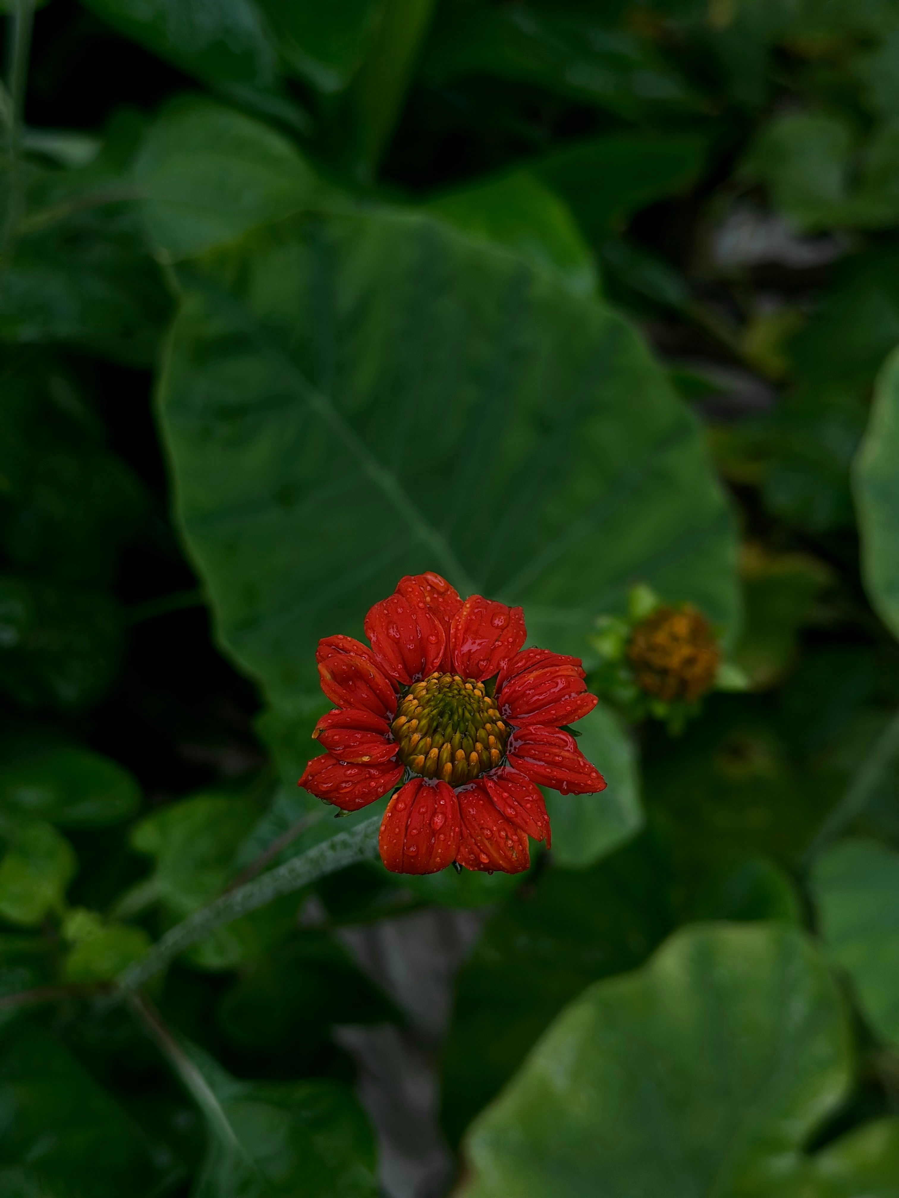 A red flower blooms amidst lush greenery.
