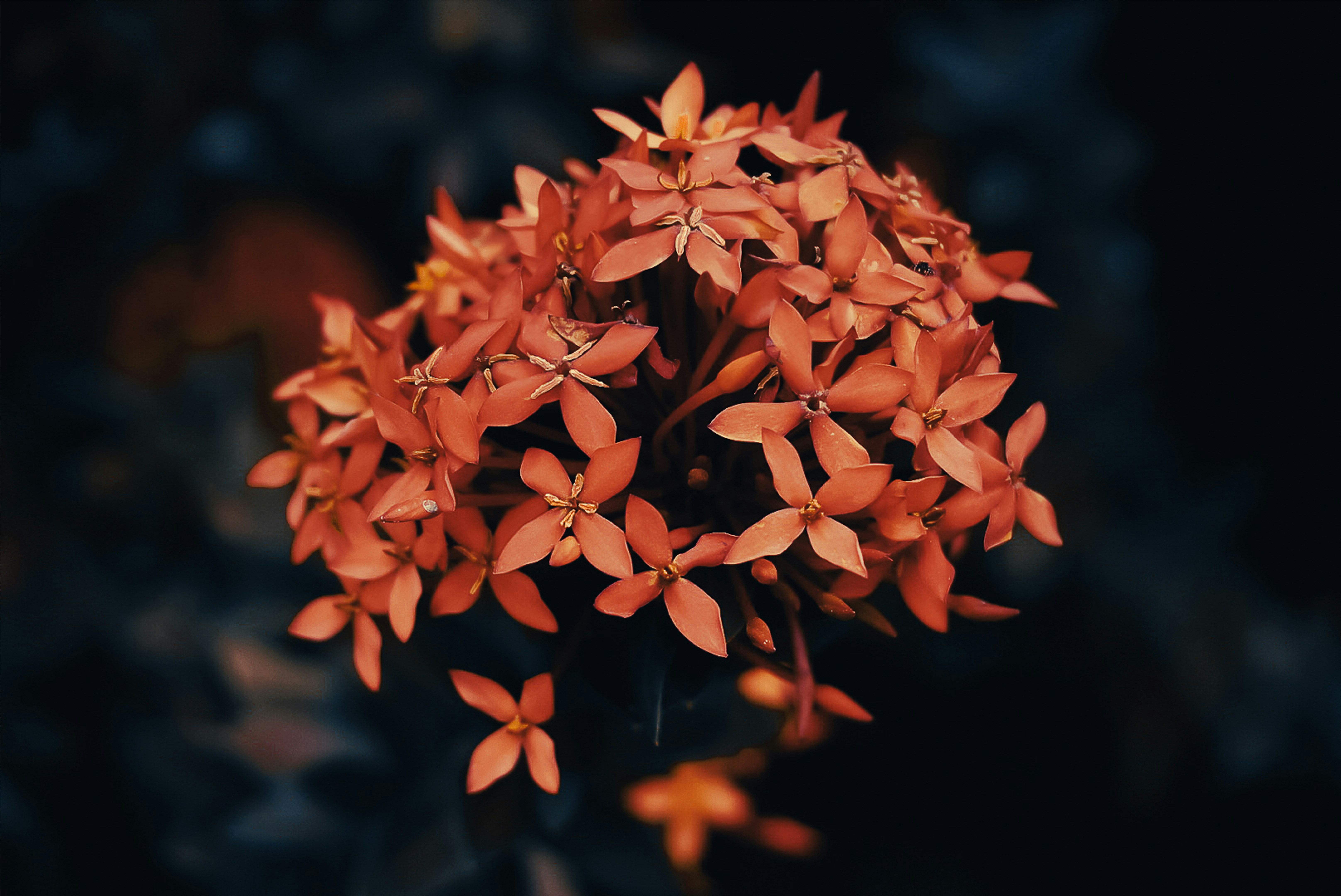 Photo by gusteixeira