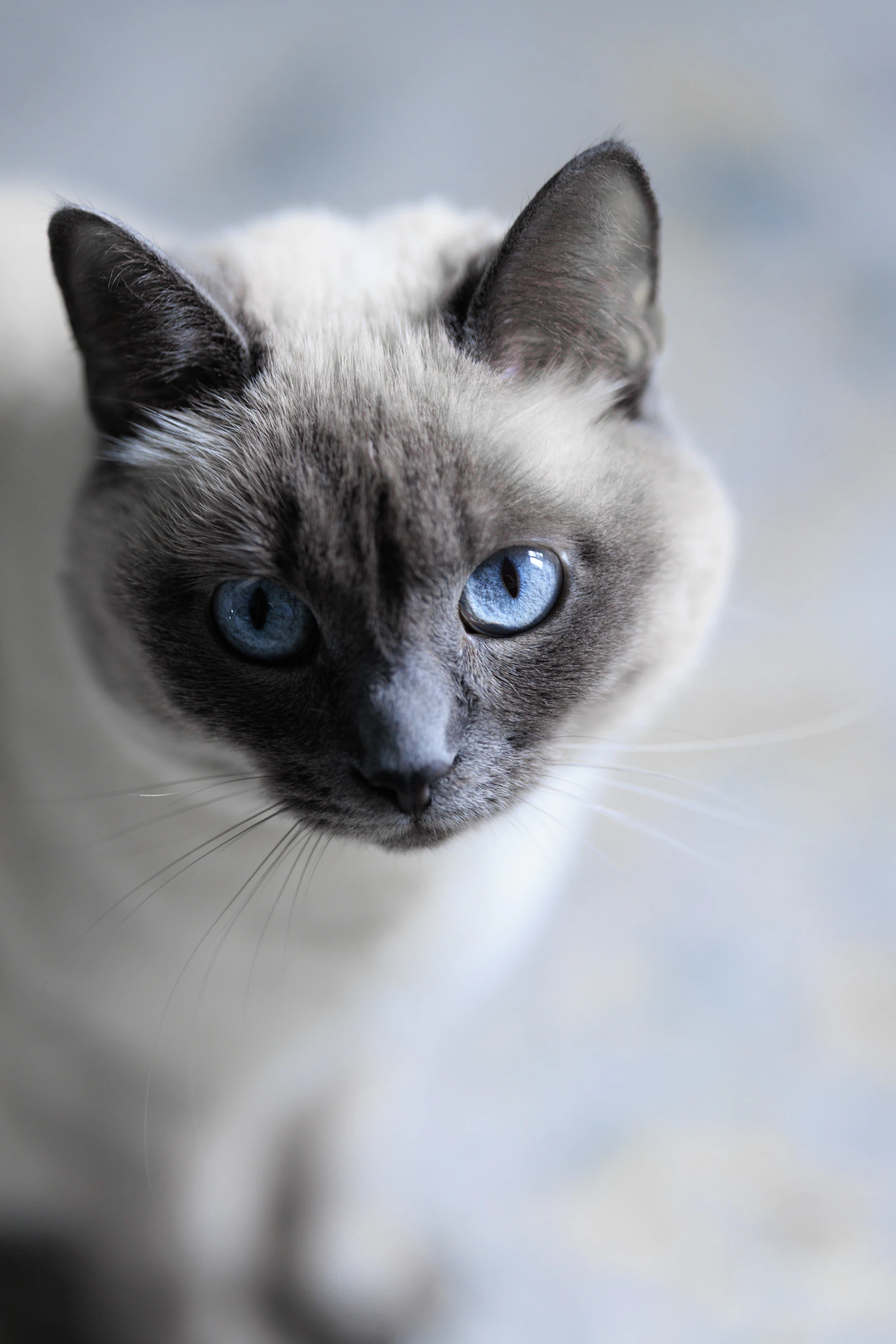 Siamese cat with bright blue eyes, photo by Alexandr Popadin on Unsplash