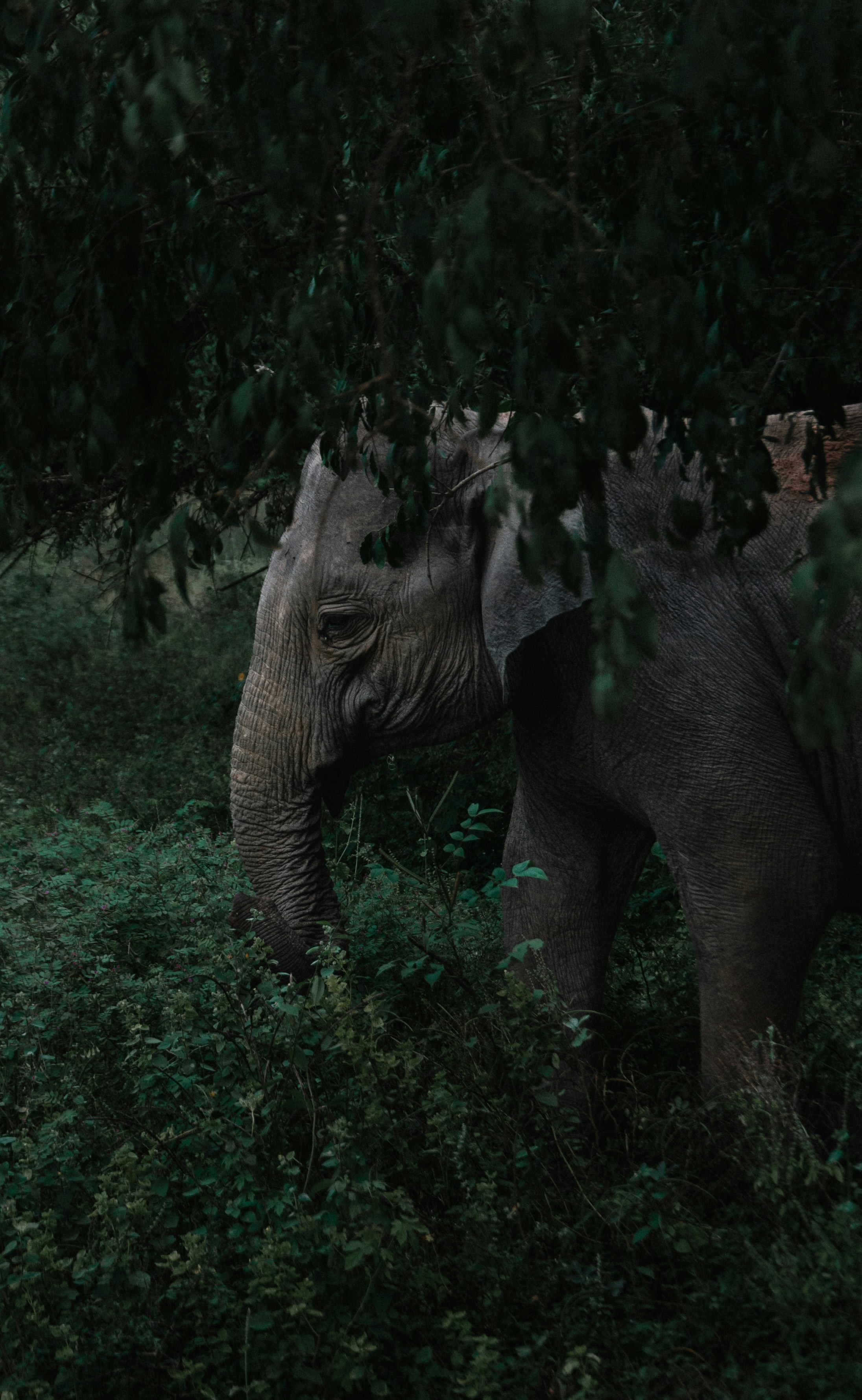 An elephant strolls through the lush green foliage.