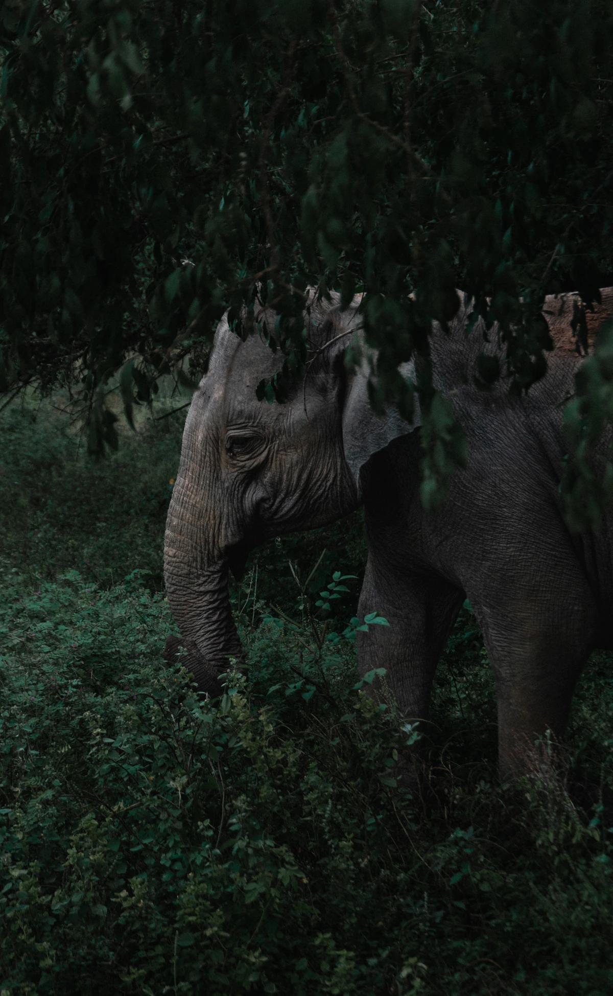 Elephant walking through Yala National Park
