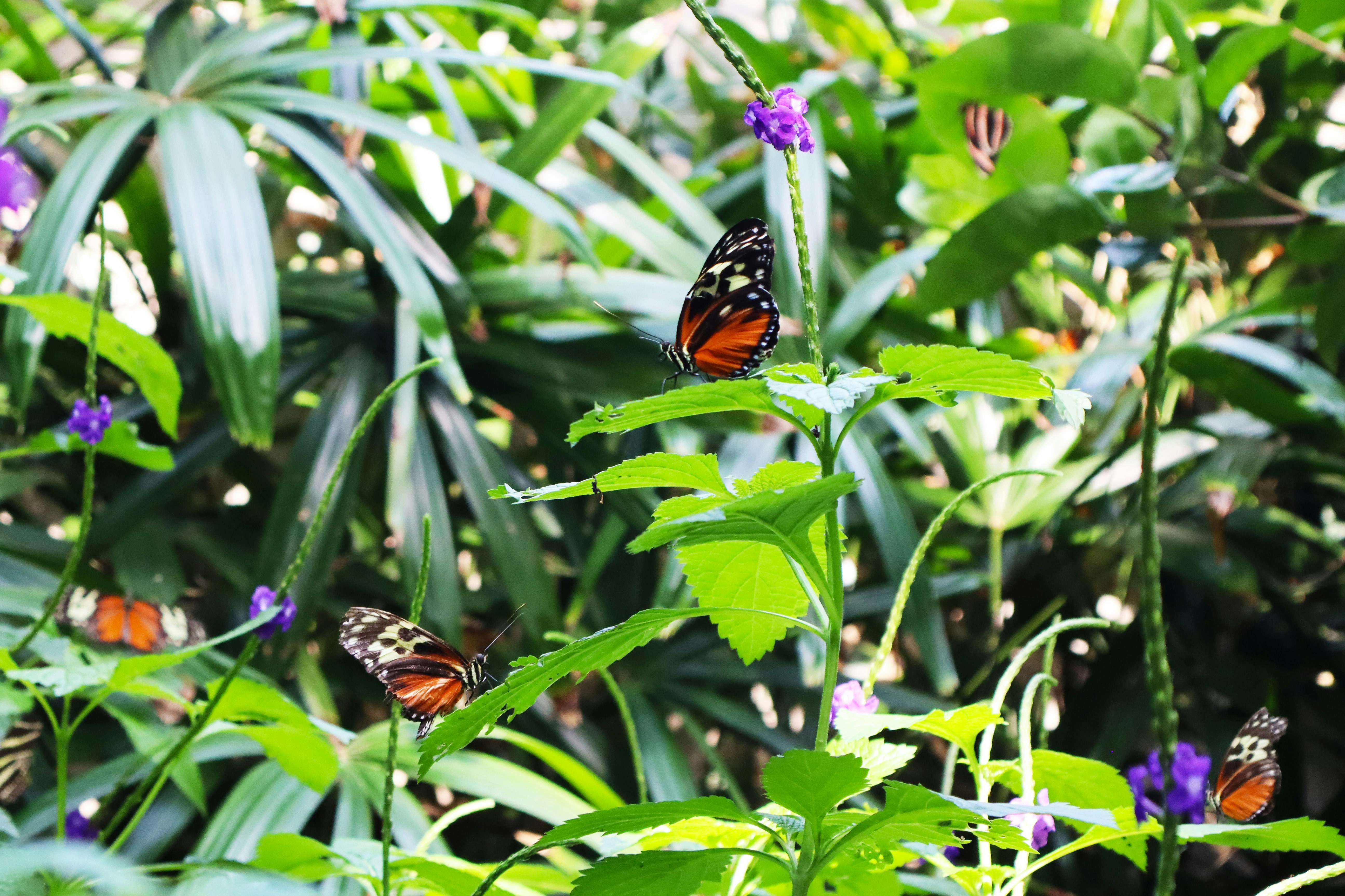 Бабочки порхают среди зелёных листьев и растений.